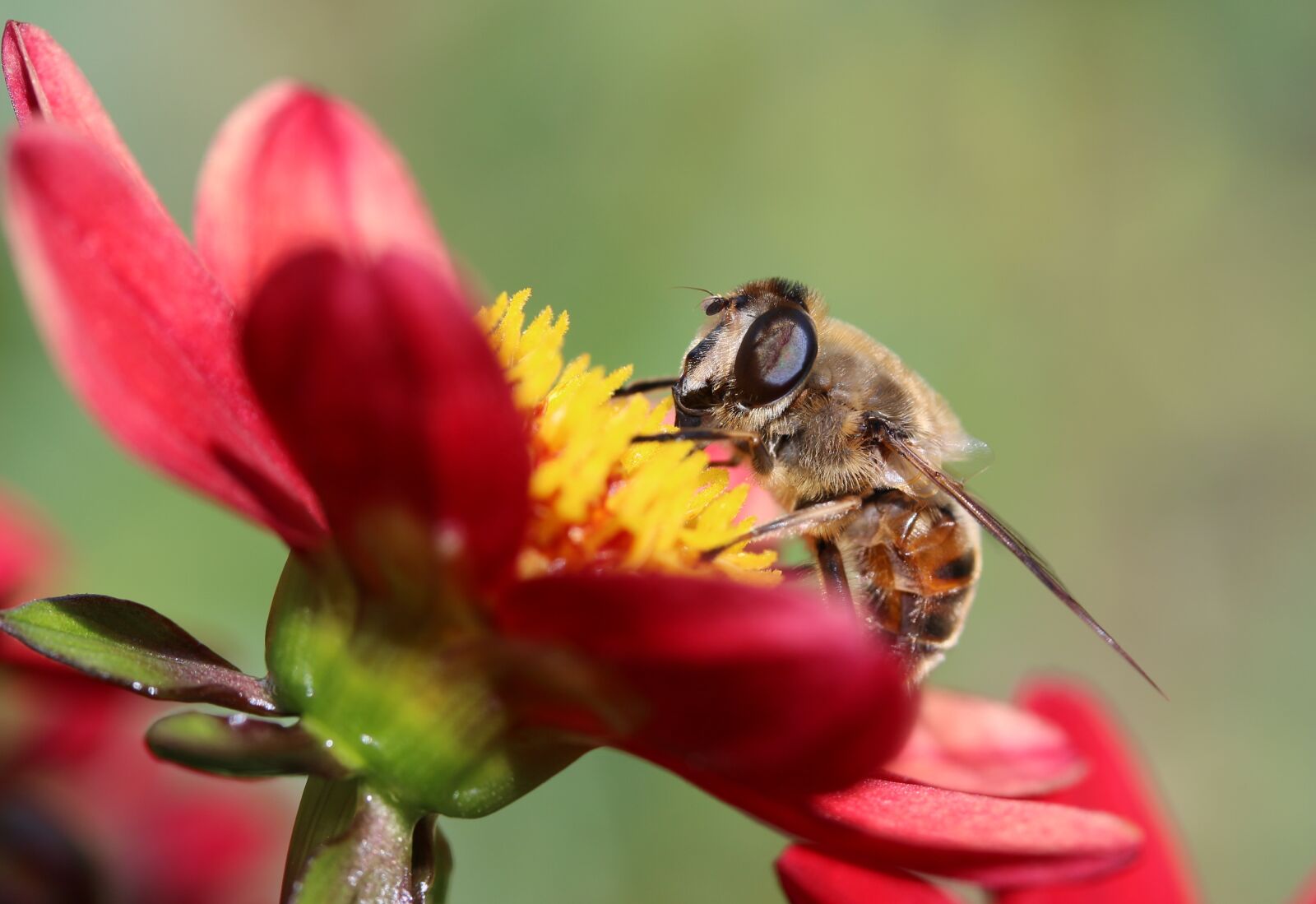 Canon EOS 650D (EOS Rebel T4i / EOS Kiss X6i) sample photo. Hoverfly, dung fly, insect photography
