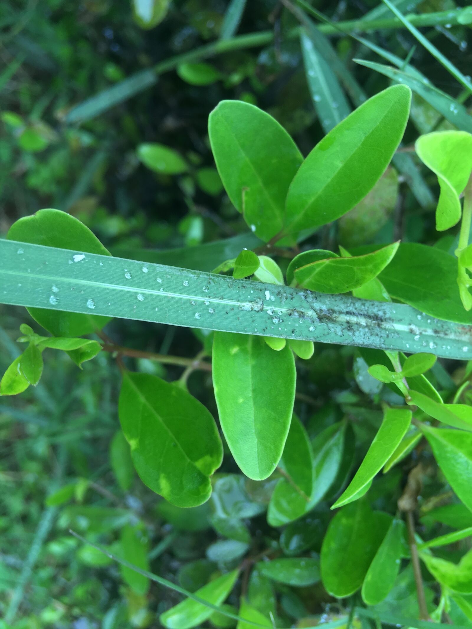 iPhone SE back camera 4.15mm f/2.2 sample photo. Water drop, grass, garden photography