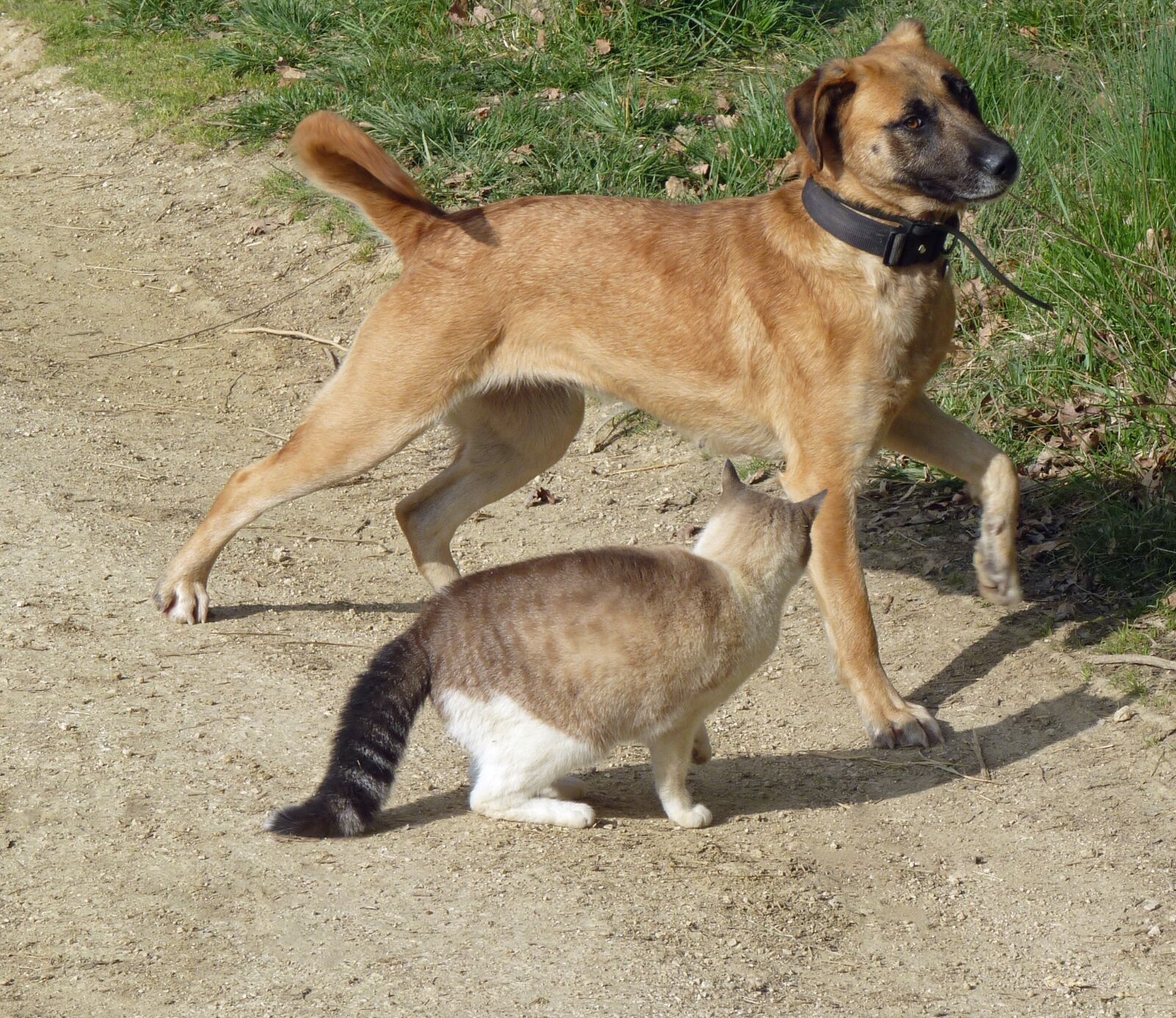 Panasonic Lumix DMC-FZ35 (Lumix DMC-FZ38) sample photo. Dog cat, dog, cat photography