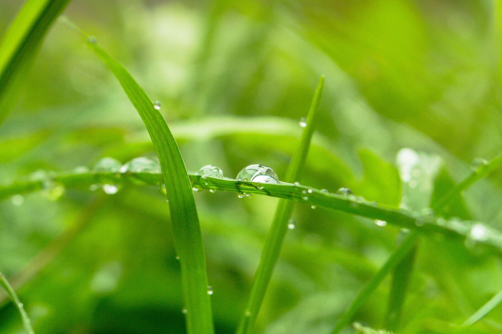 Nikon D3200 sample photo. Green, dew, nature photography