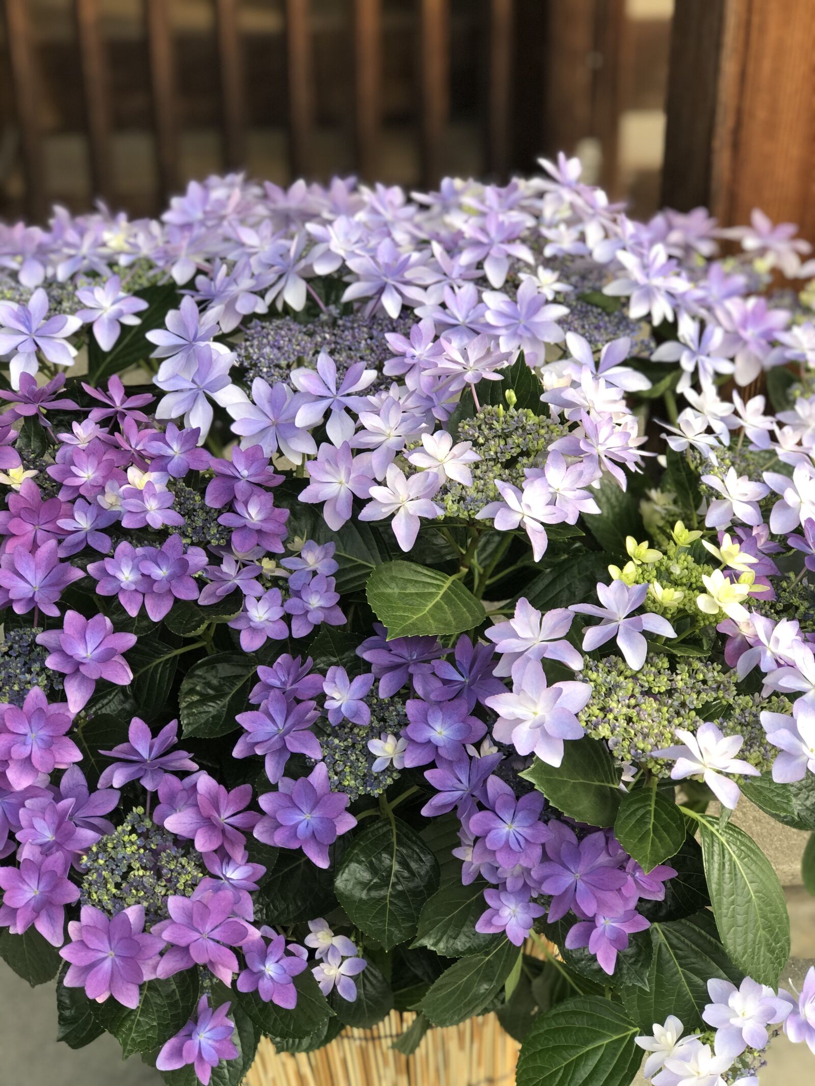 iPhone 8 Plus back dual camera 6.6mm f/2.8 sample photo. Hydrangea, flowers photography