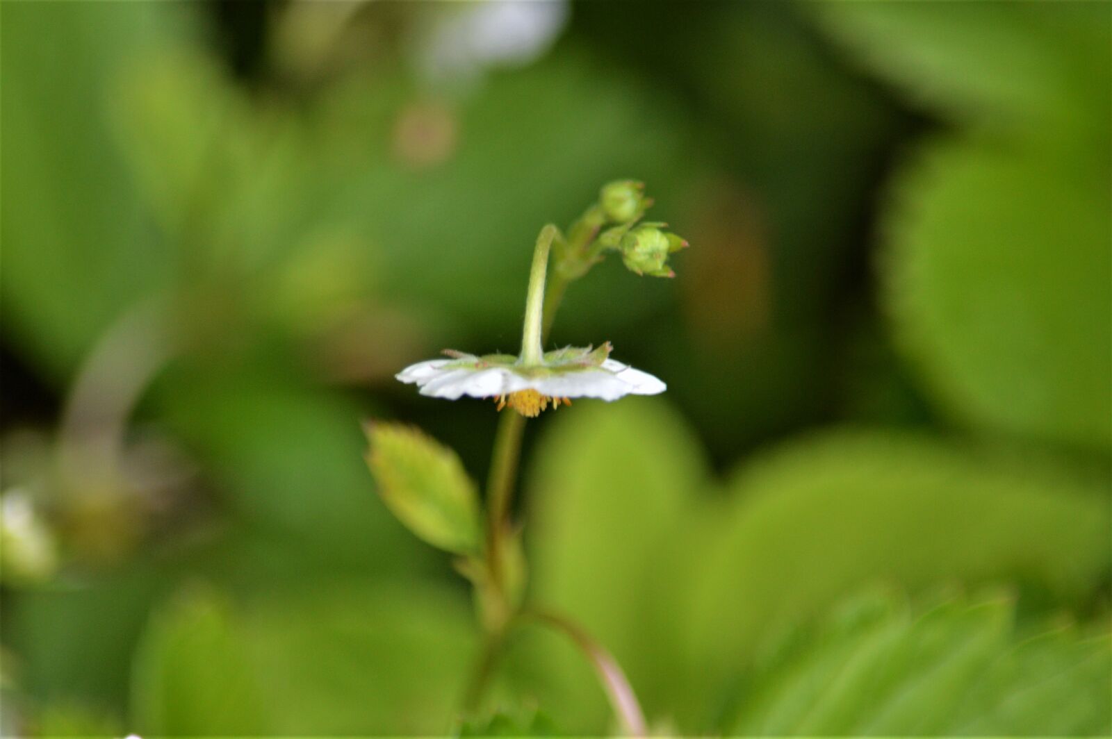 Nikon D3200 sample photo. Wild, strawberry, blossom photography