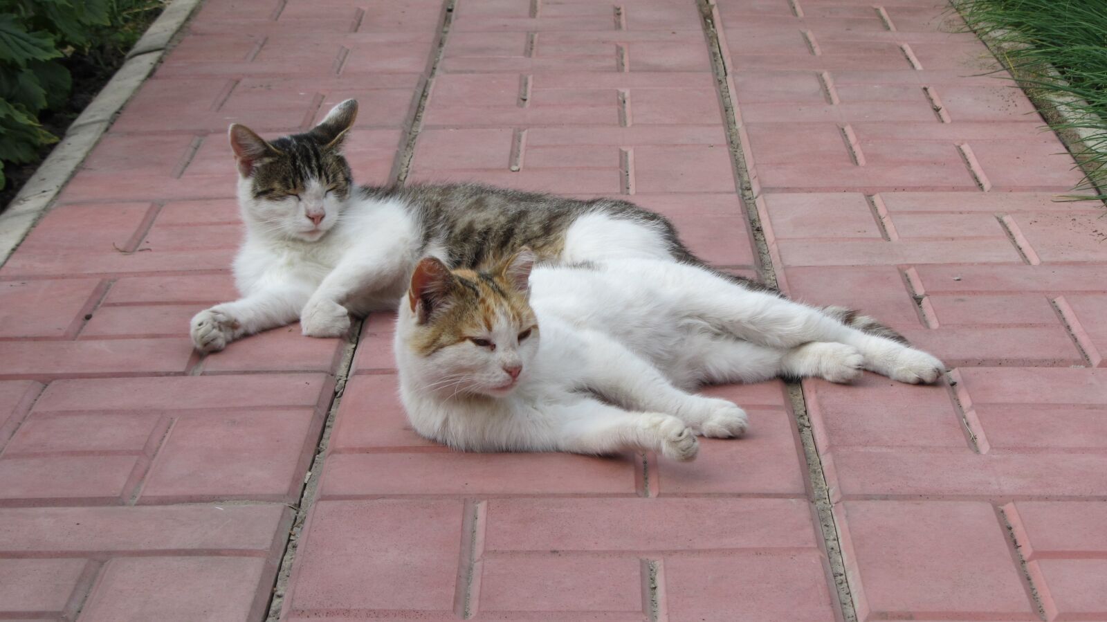 Canon PowerShot SX220 HS sample photo. Cat, animal, pet photography