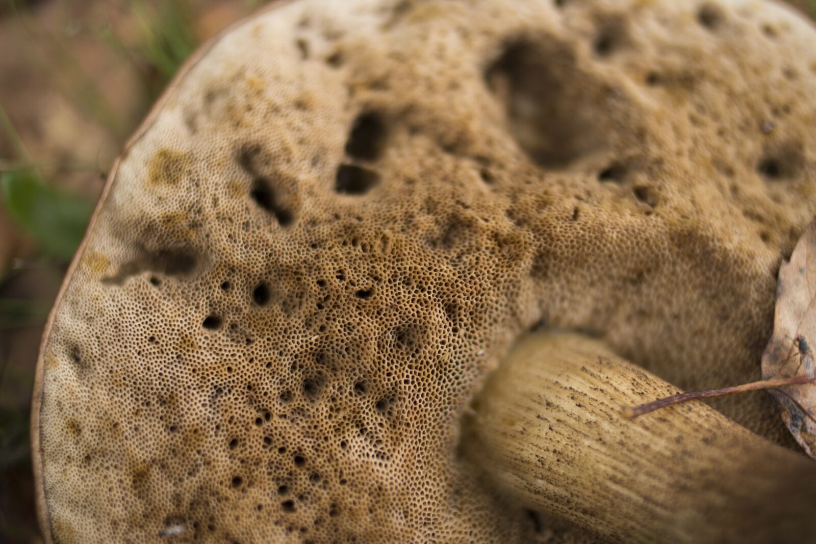 Canon EOS 70D + Canon EF 35mm F2 sample photo. Mushroom, autumn, hat photography