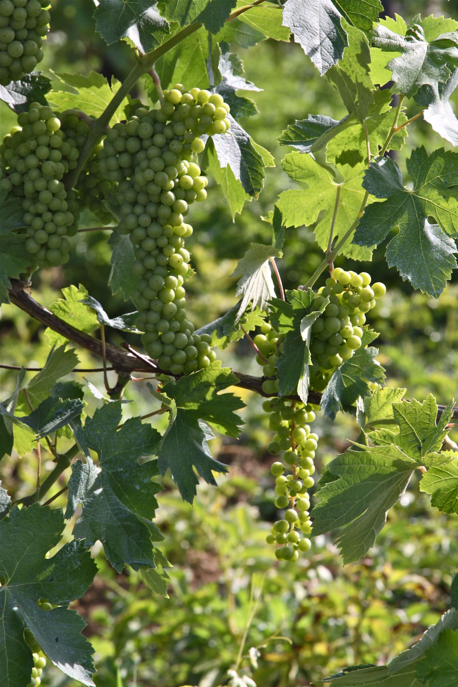 Canon EOS 50D sample photo. Grapes, spring, nature photography
