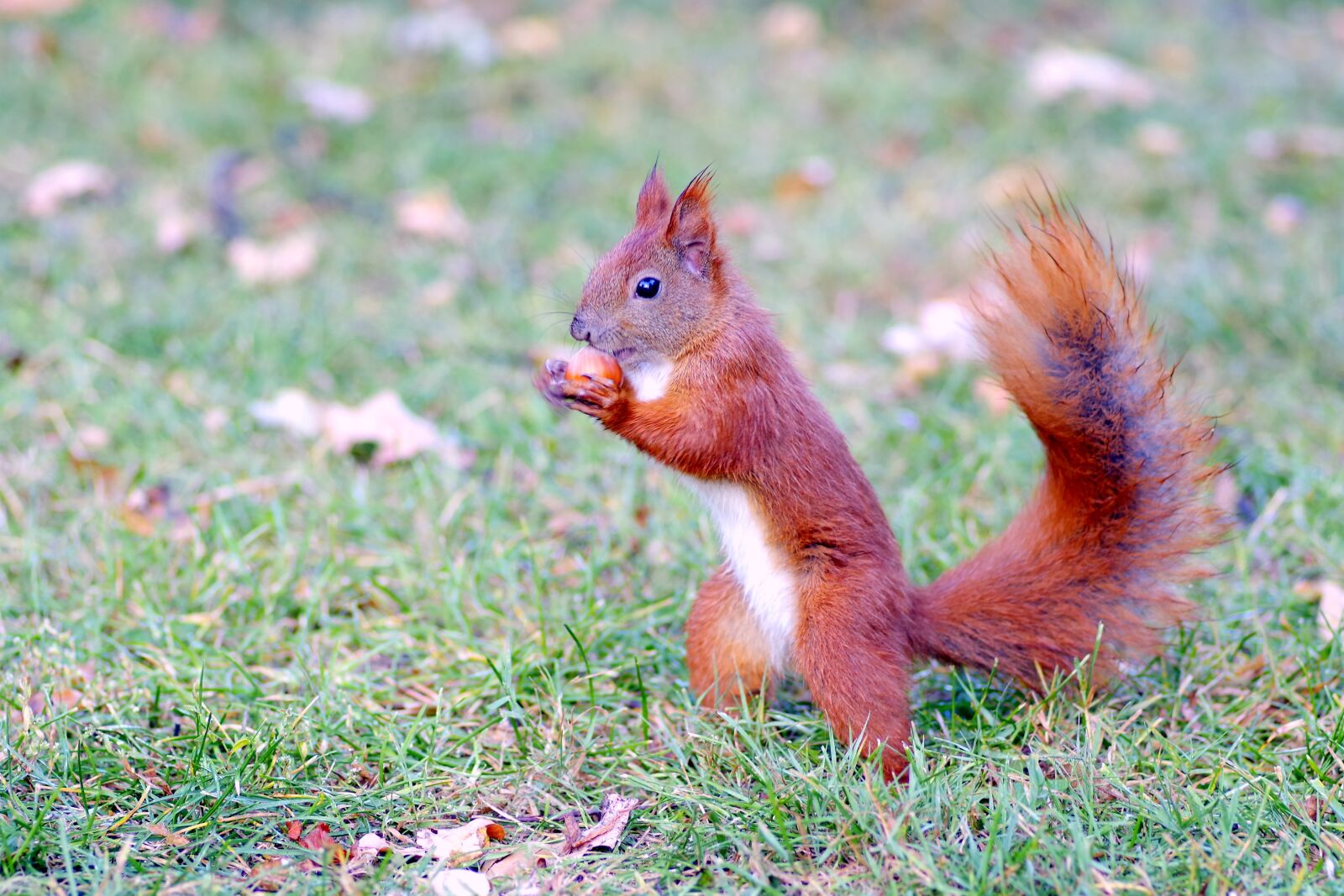 Pentax K-S2 sample photo. The squirrel, animal, rodent photography