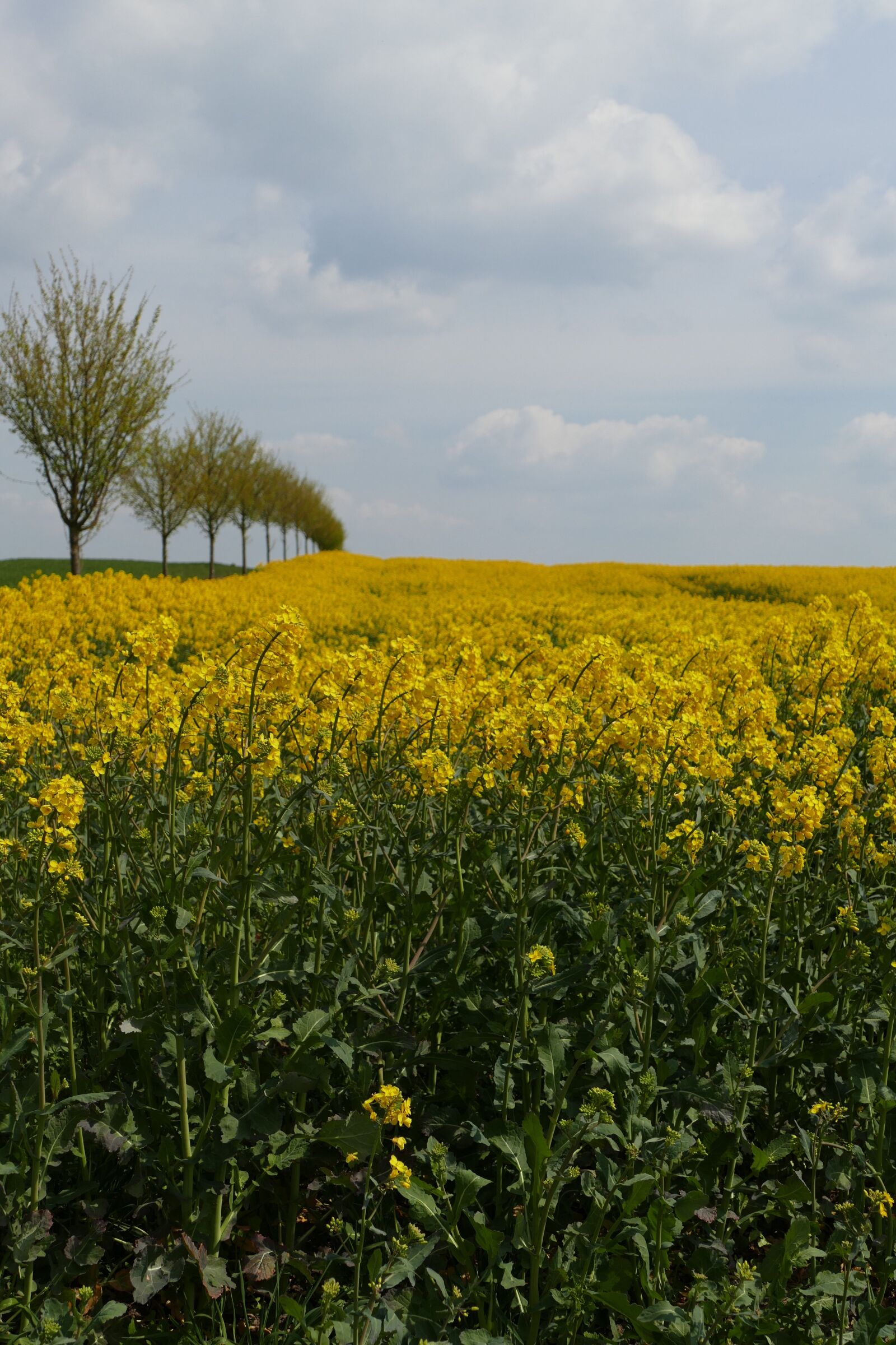 Panasonic Lumix DMC-FZ1000 sample photo. Oilseed rape, blossom, bloom photography