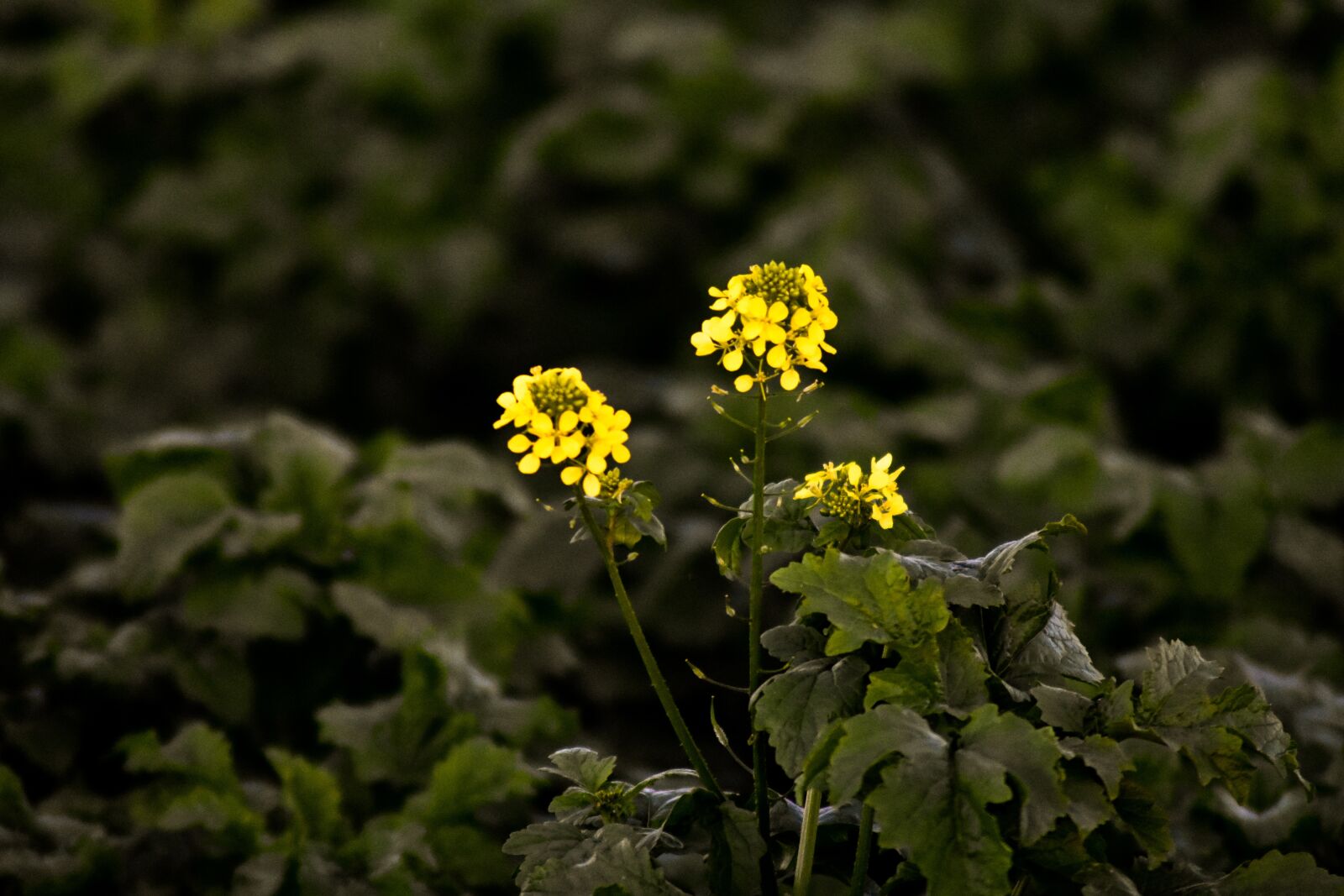 Nikon D3400 sample photo. Flower, yellow, nature photography