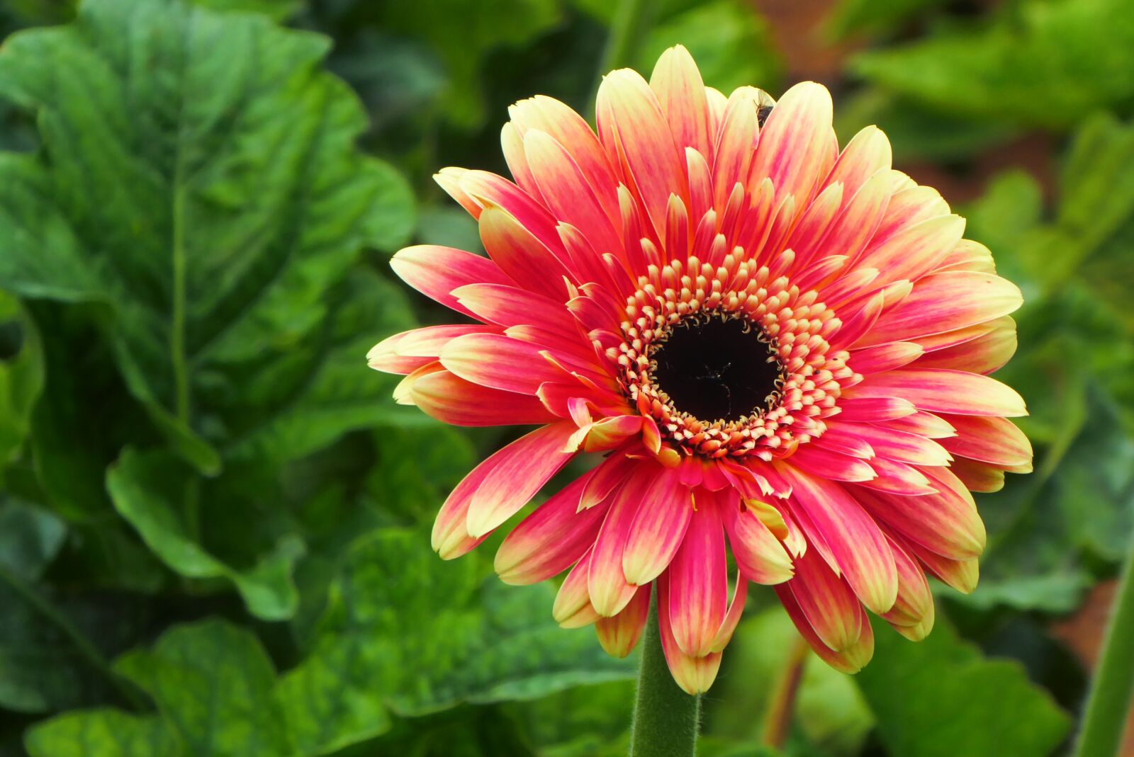 Panasonic Lumix DMC-ZS50 (Lumix DMC-TZ70) sample photo. Flower, nature, floral photography