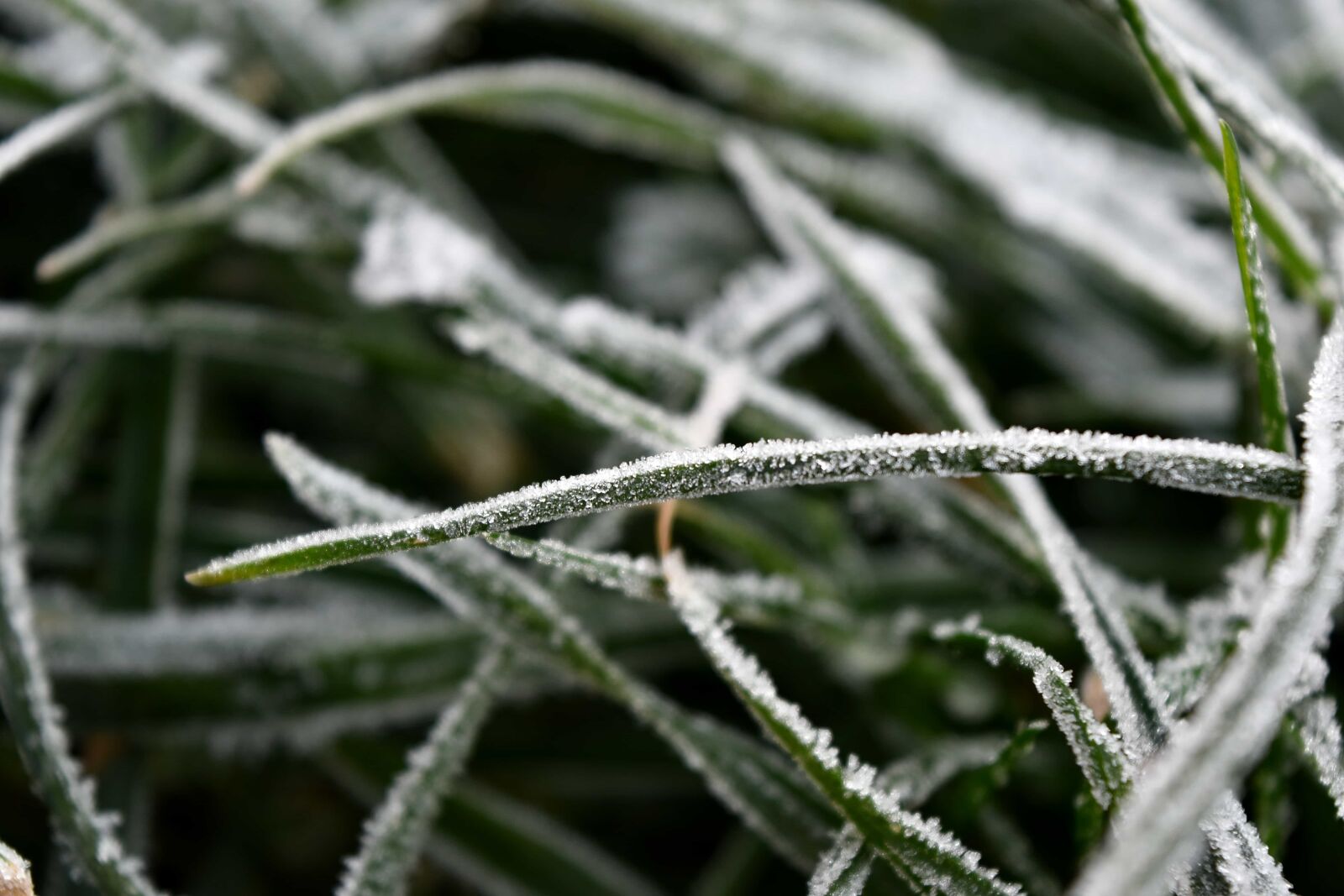 Nikon D5500 sample photo. Details, frost, green grass photography