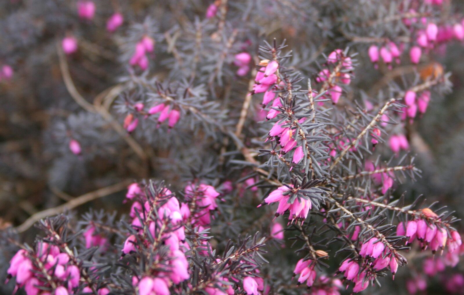 Canon EOS 350D (EOS Digital Rebel XT / EOS Kiss Digital N) sample photo. Flower, plant, pink photography
