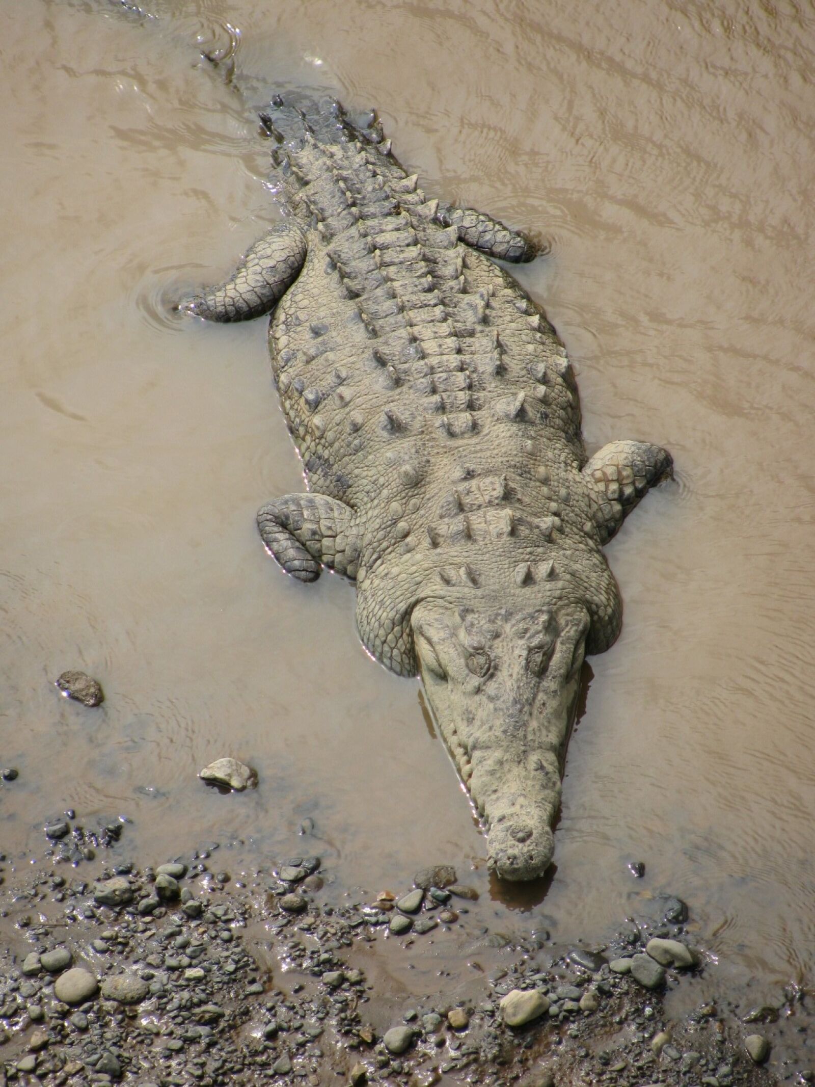 Canon PowerShot SX110 IS sample photo. "Crocodile" photography