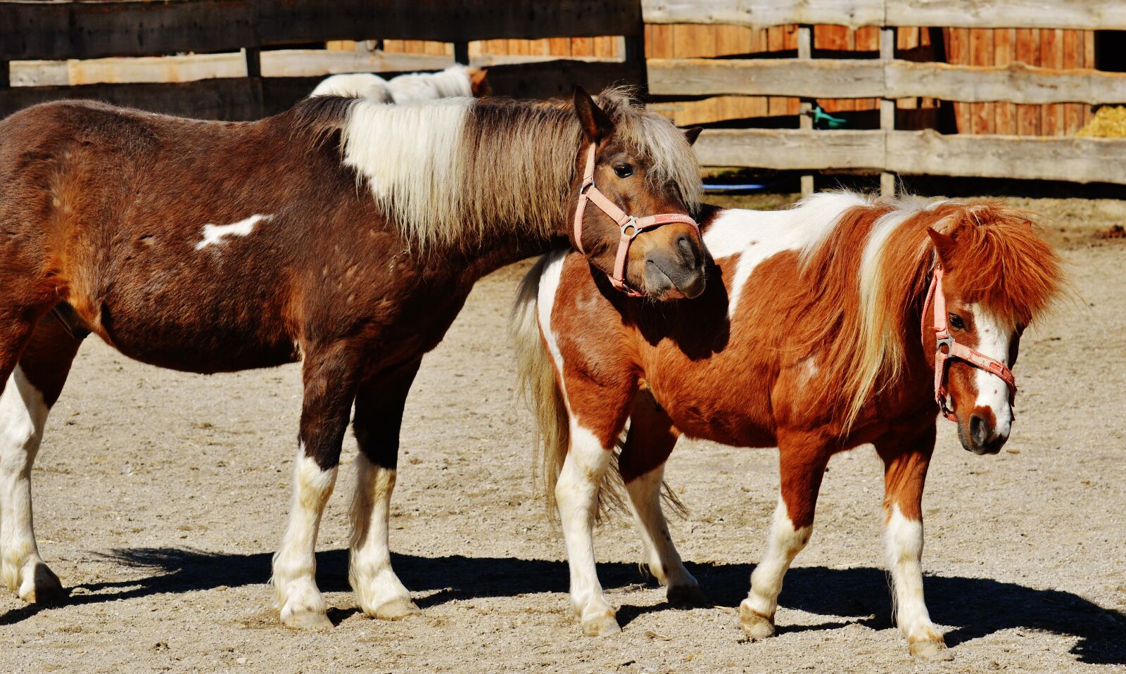 Nikon D3200 sample photo. Horses, pair, smooch photography