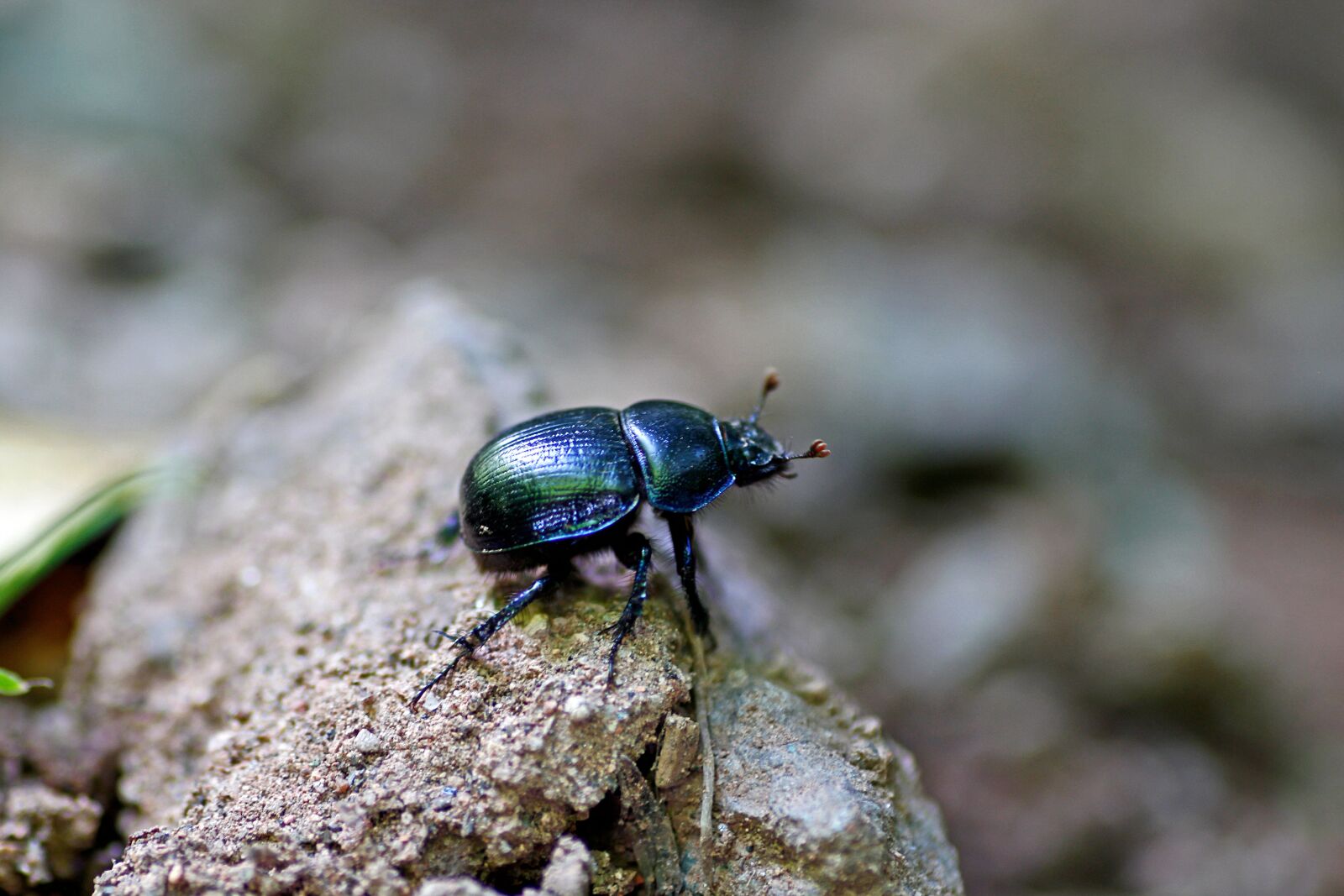 Canon EOS 650D (EOS Rebel T4i / EOS Kiss X6i) sample photo. Dung beetle, beetle, insect photography