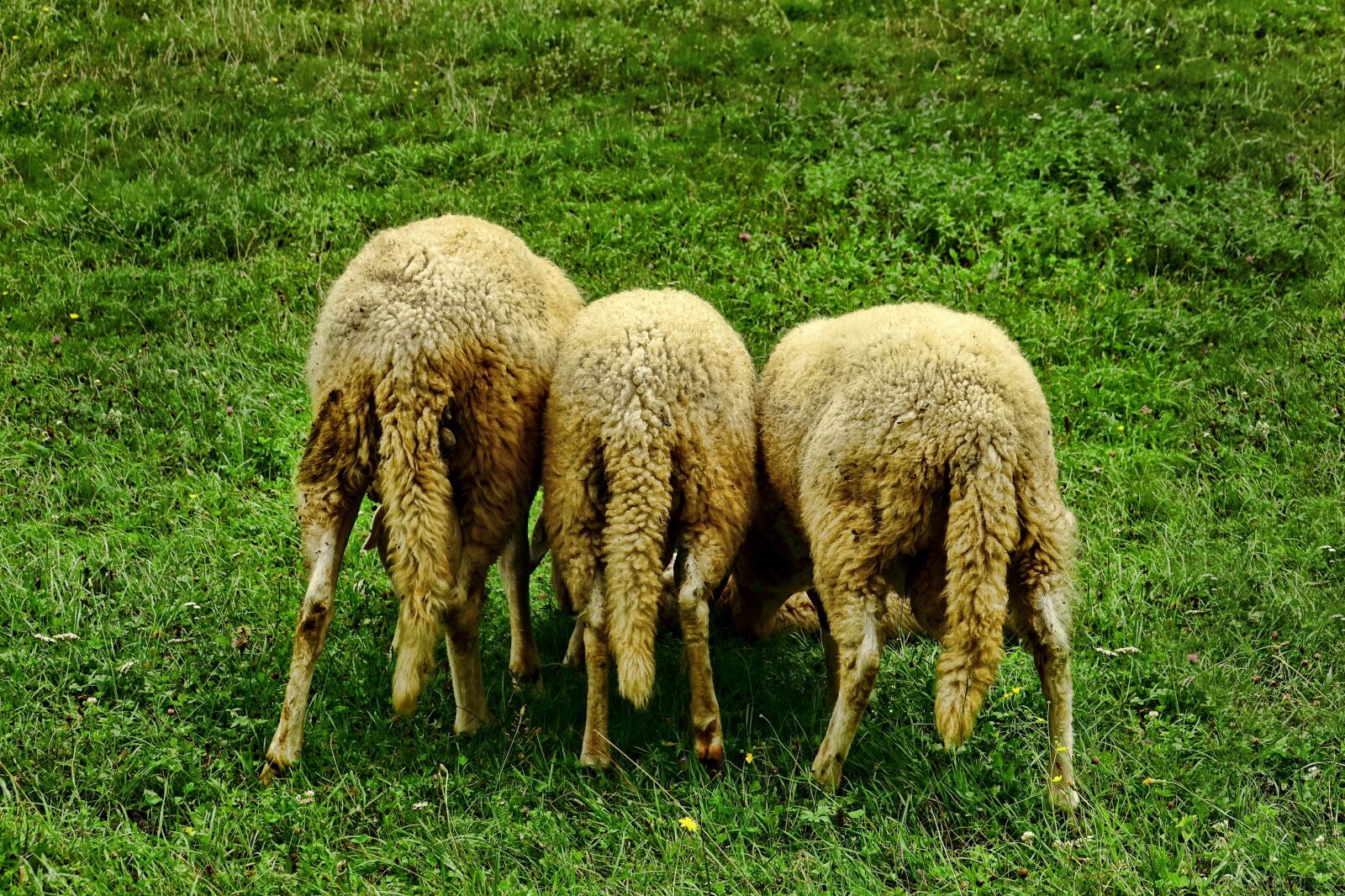 Sony Cyber-shot DSC-RX10 III sample photo. Farm, sheep, grass photography