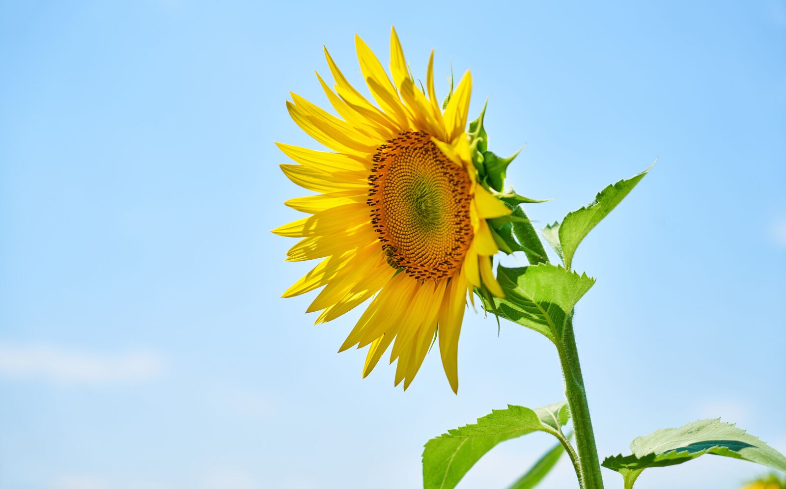 Sony a7R II sample photo. Sunflower, yellow, solar photography