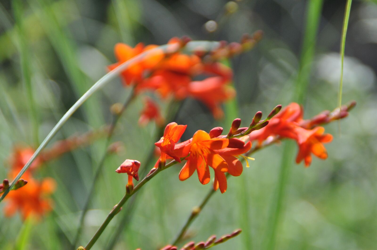 Nikon D5000 sample photo. Montbretia, flower, orange photography