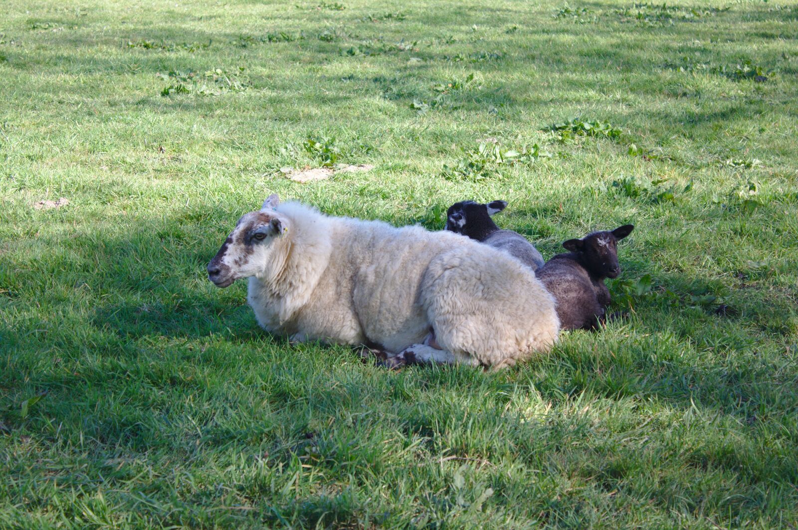Canon EOS 50D sample photo. Sheep, field, farm photography