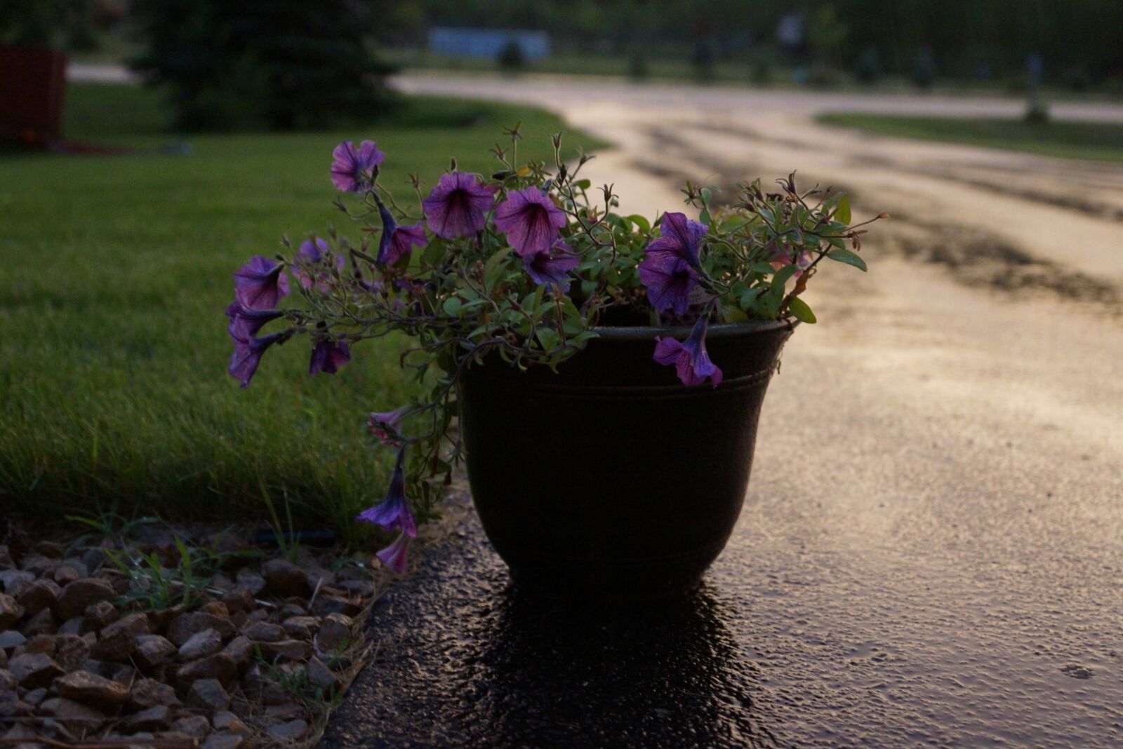 Sony SLT-A77 + Sony DT 16-50mm F2.8 SSM sample photo. Flowers, floral, dusk photography