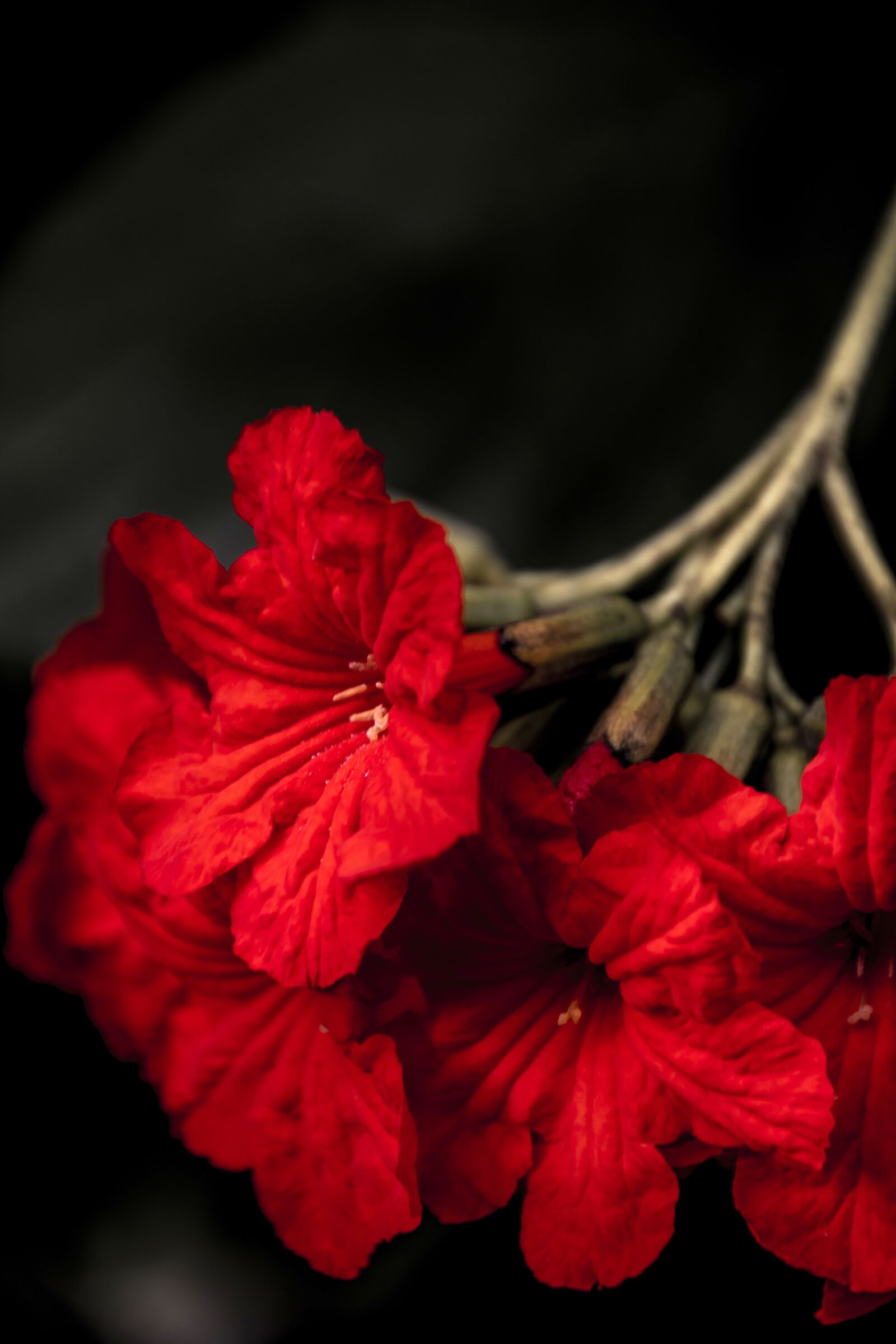 Nikon D5300 sample photo. Red blossom, garden, romantic photography