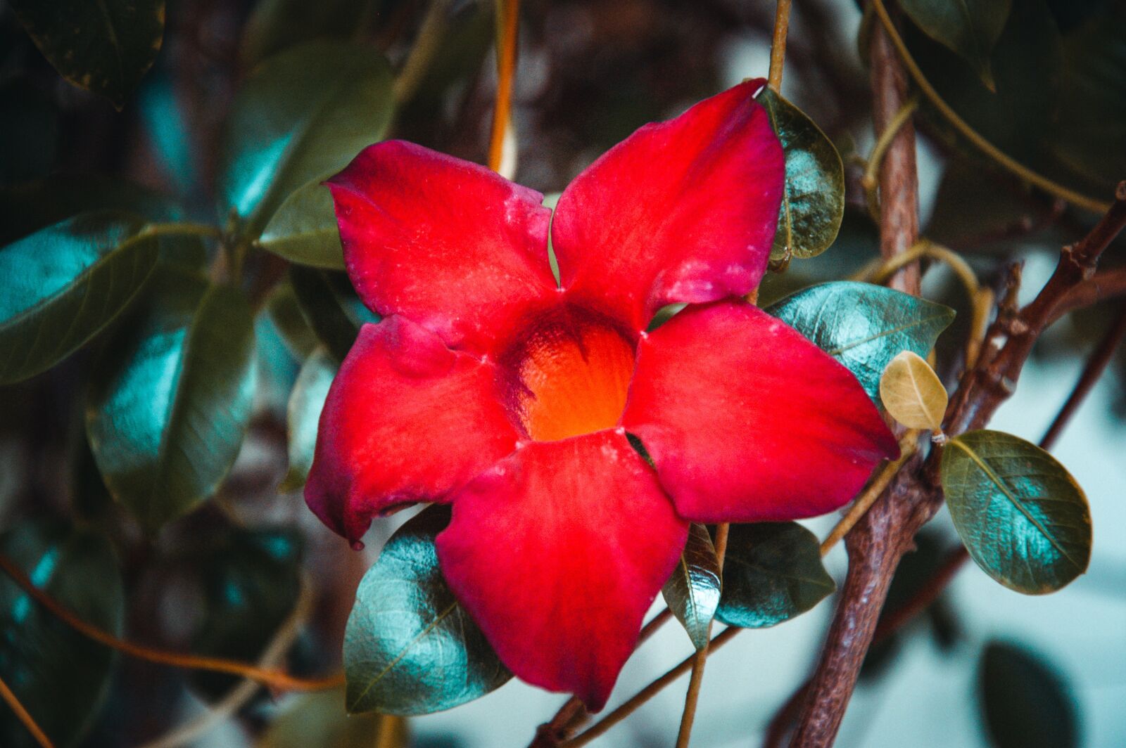 Nikon D40 sample photo. Flower, plant, star photography