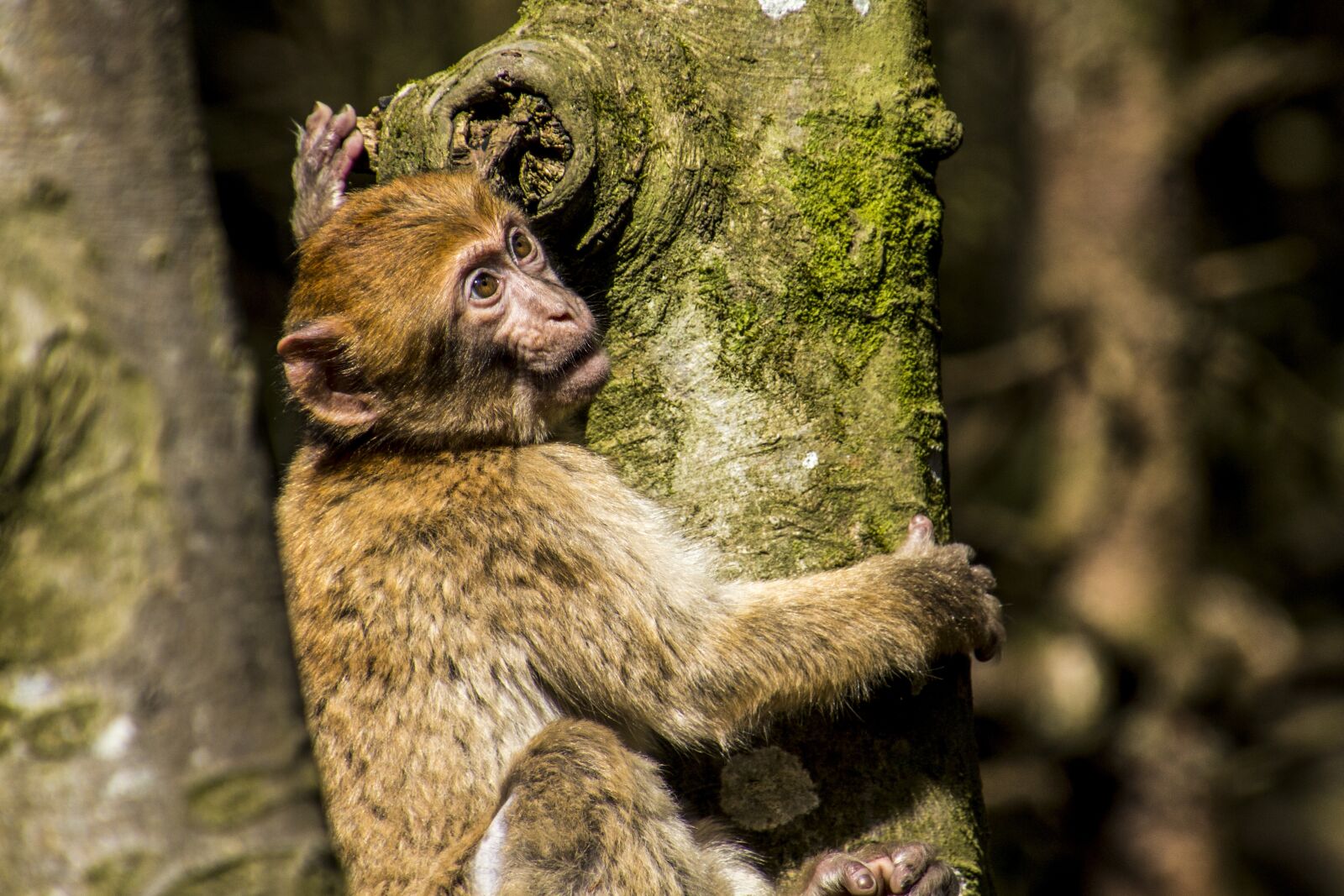 Canon EOS 70D sample photo. Barbary ape, monkey, young photography