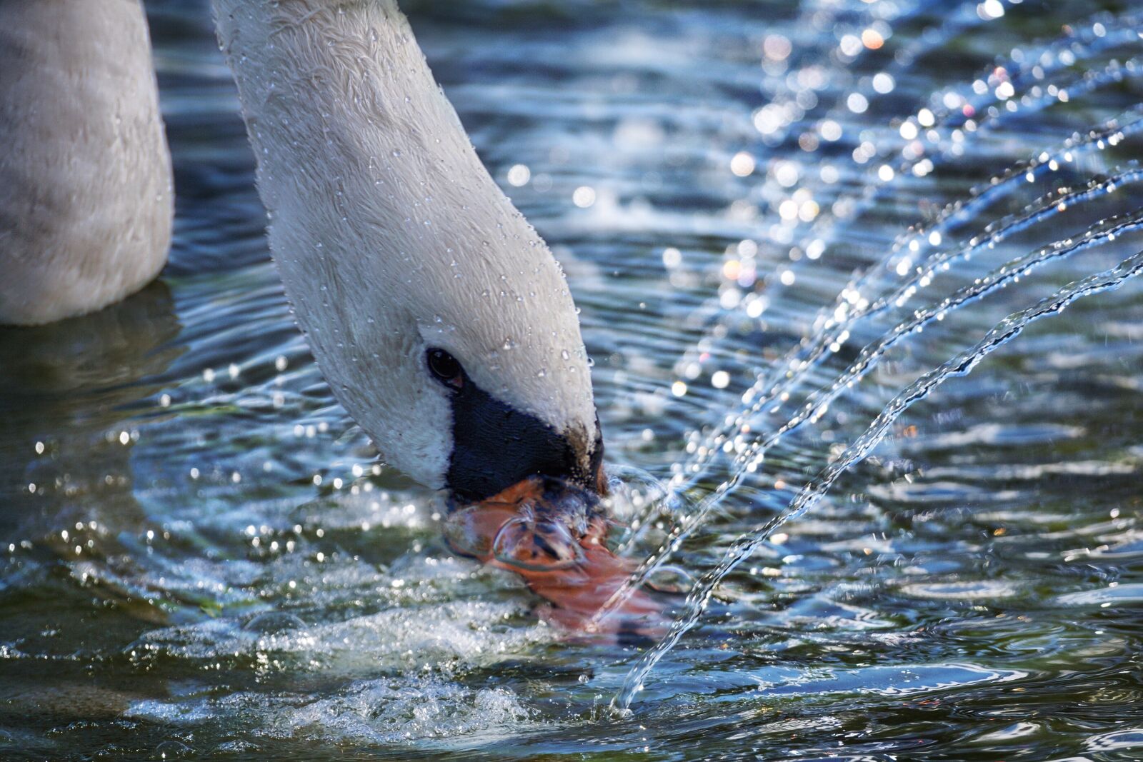 Sony DT 55-300mm F4.5-5.6 SAM sample photo. Swan, water, bird photography