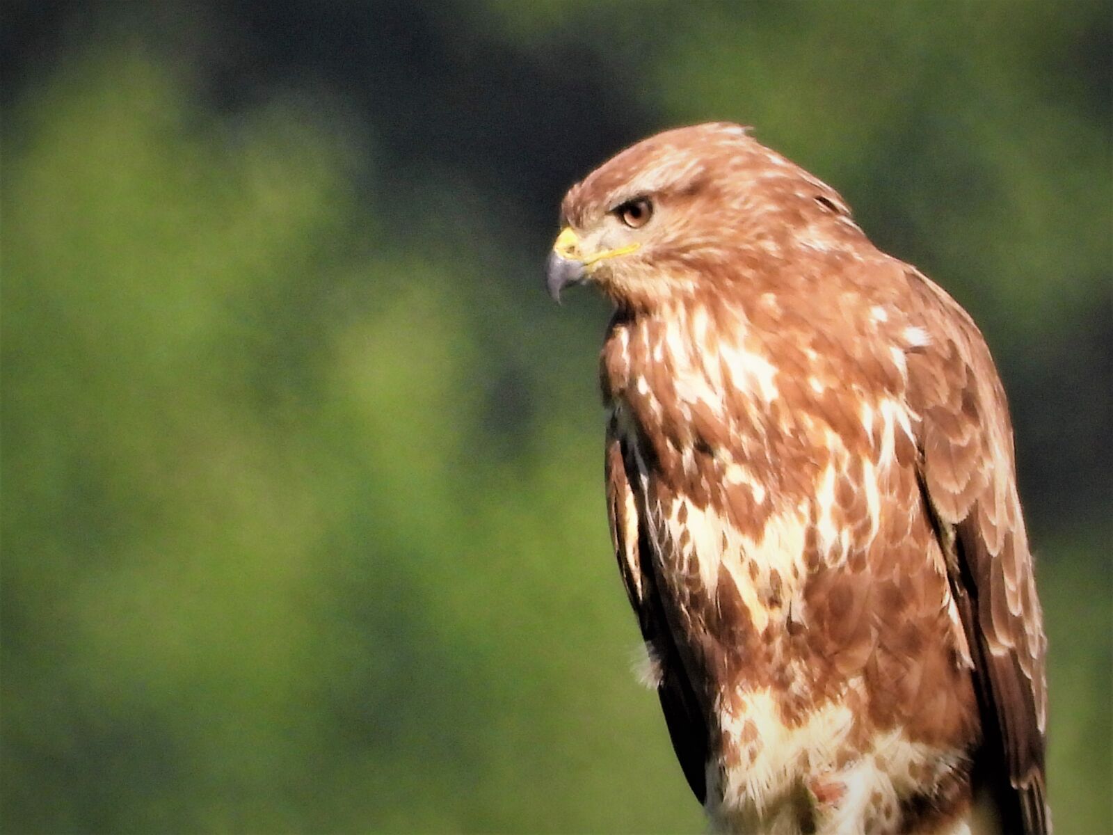 Nikon Coolpix P1000 sample photo. Common buzzard, bird of photography