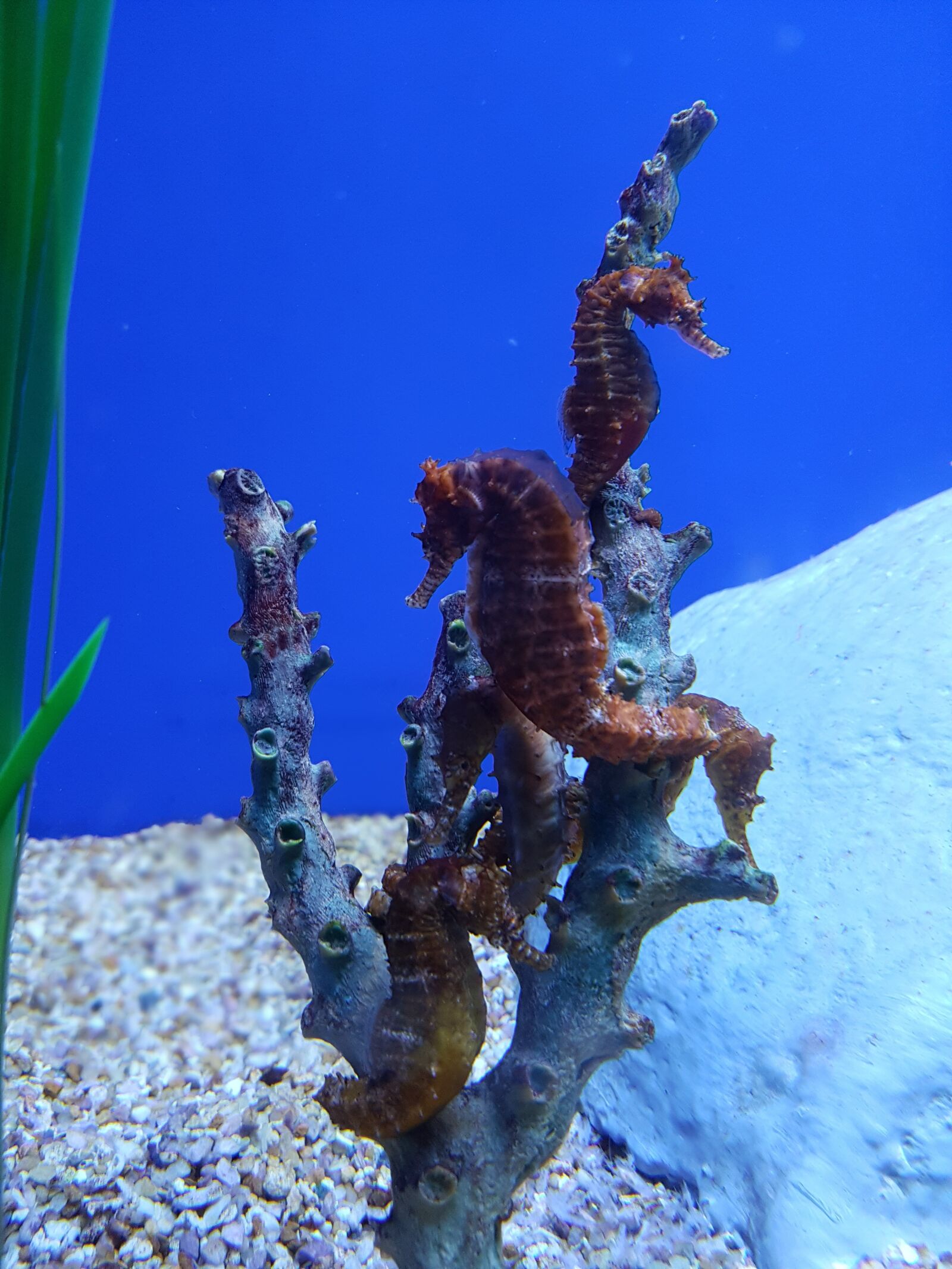 Samsung Galaxy S7 Edge sample photo. Seahorse, aquarium, underwater photography