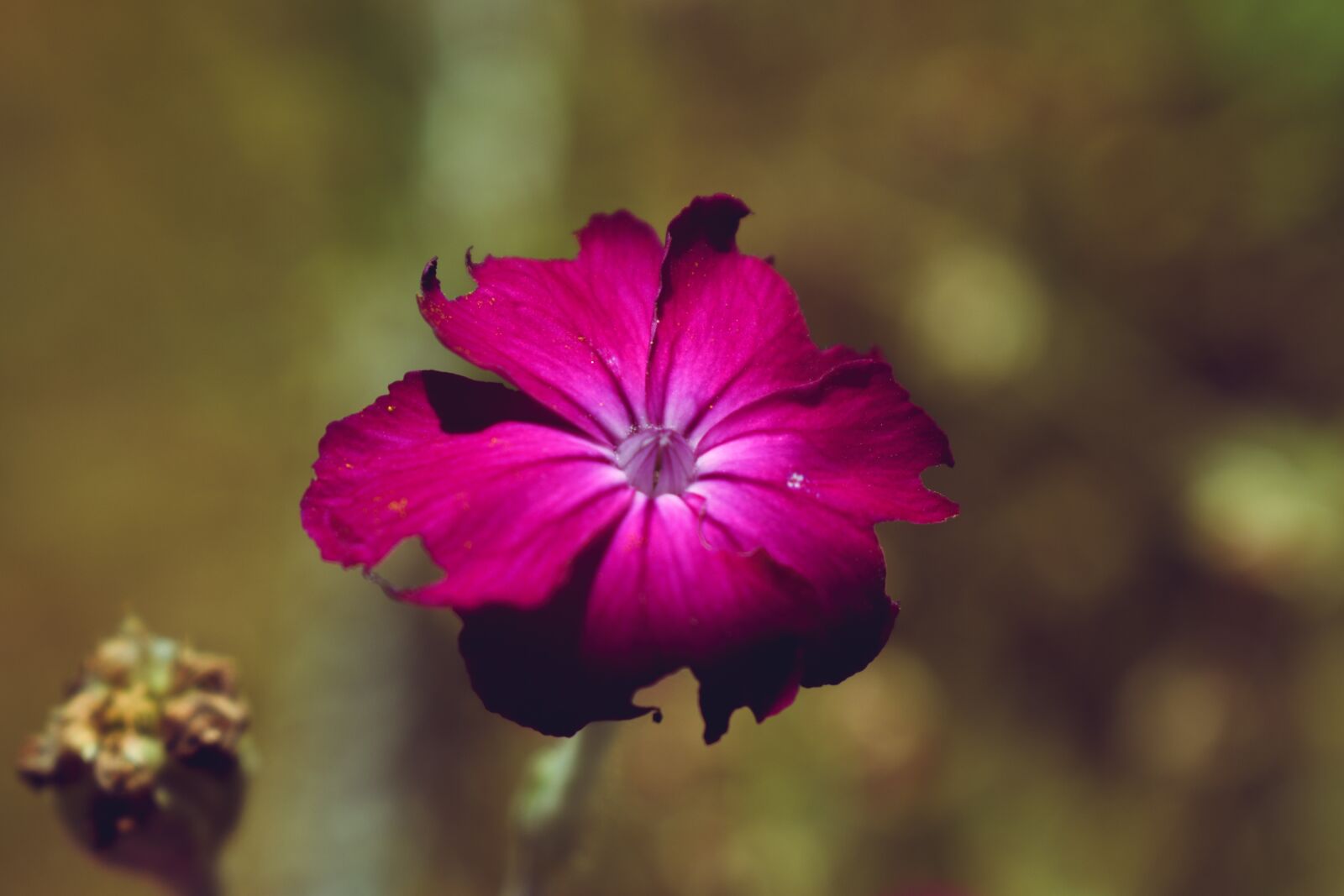 Nikon D5600 sample photo. Purple flower, bloom, petals photography