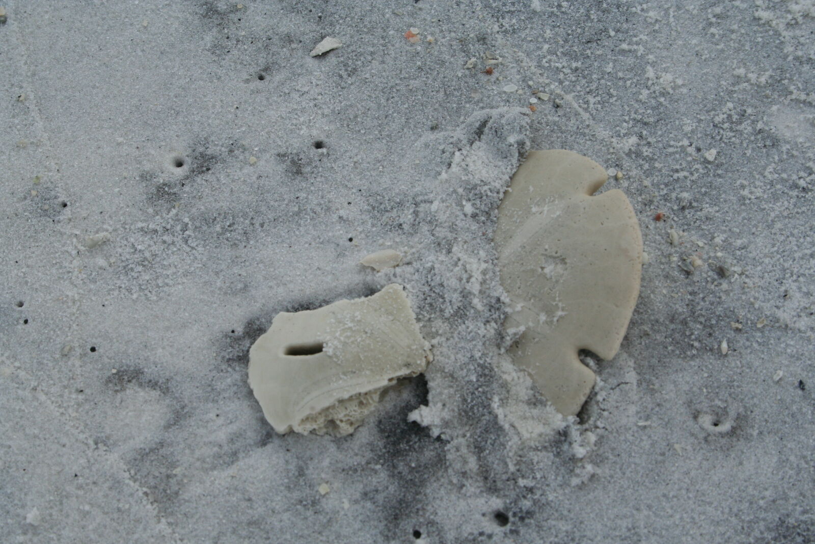 Canon EOS 350D (EOS Digital Rebel XT / EOS Kiss Digital N) sample photo. Beach, broken, sand, dollar photography