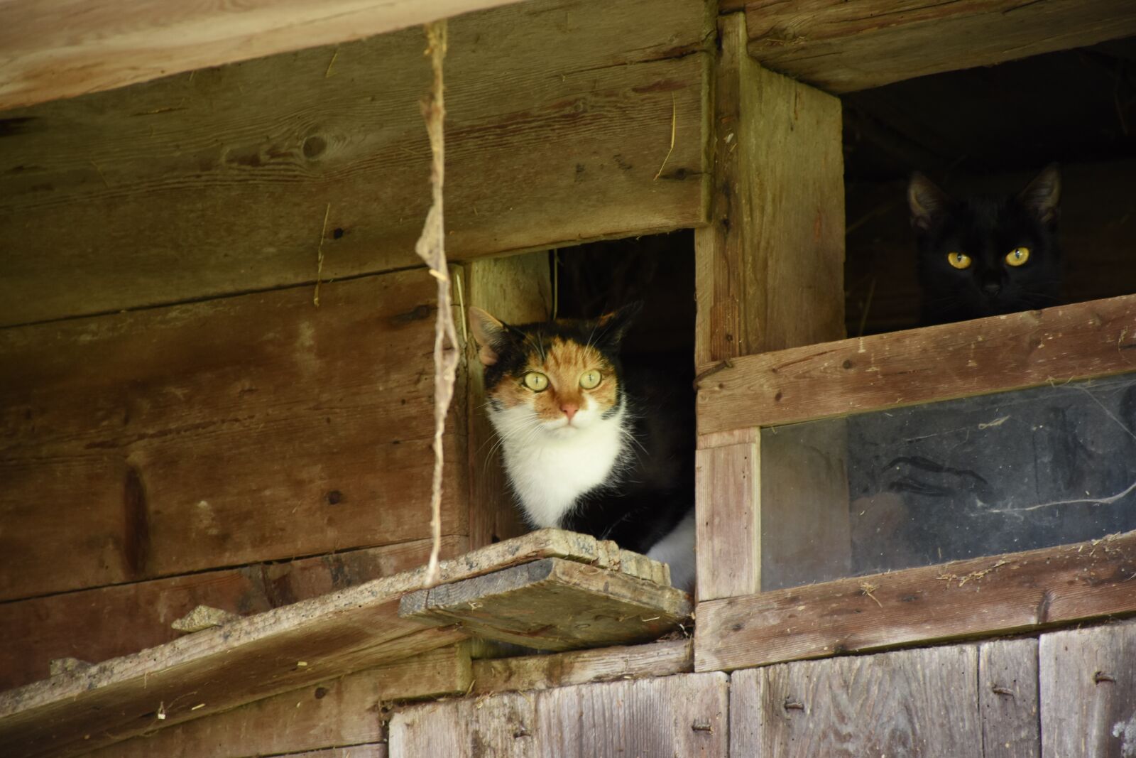 Nikon D7200 sample photo. Cat, farmhouse, cobwebs photography