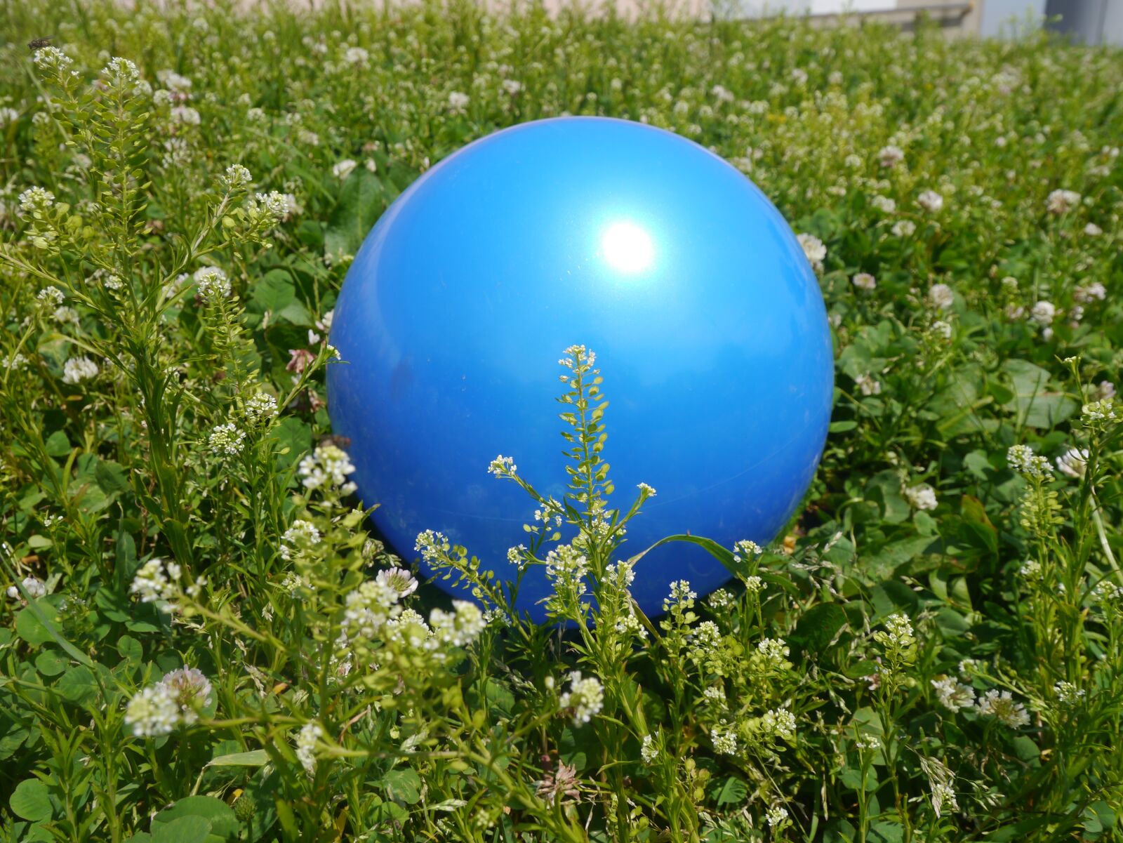 Panasonic Lumix DMC-GX1 sample photo. Blue ball, rengeso, ragweed photography