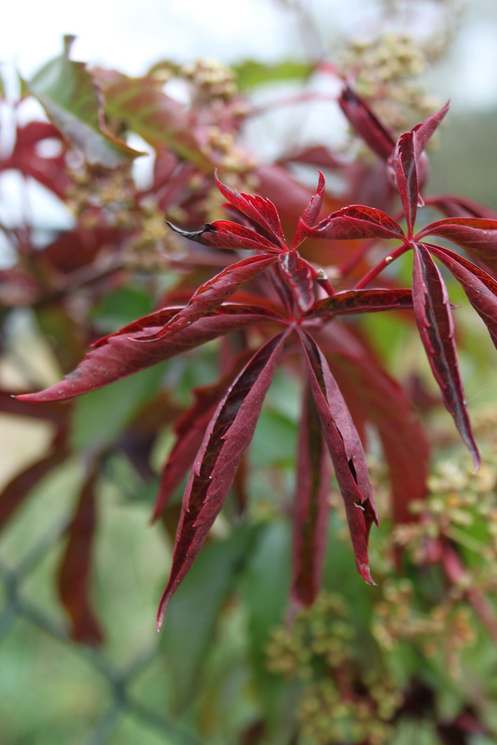 Canon EOS 500D (EOS Rebel T1i / EOS Kiss X3) sample photo. Autumn, foliage, red leaves photography