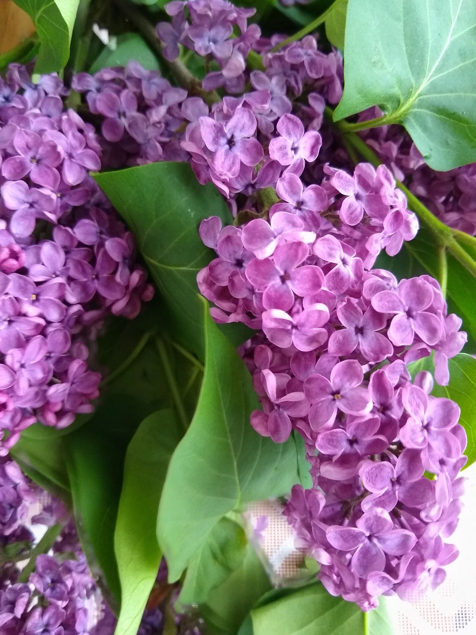 Motorola moto g(8) plus sample photo. No flower garden, wonderful photography