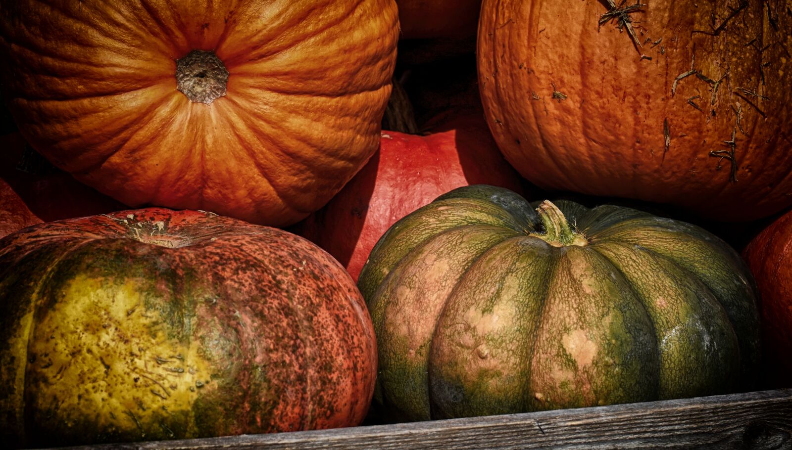 Nikon D7200 sample photo. Pumpkins, colorful, autumn photography