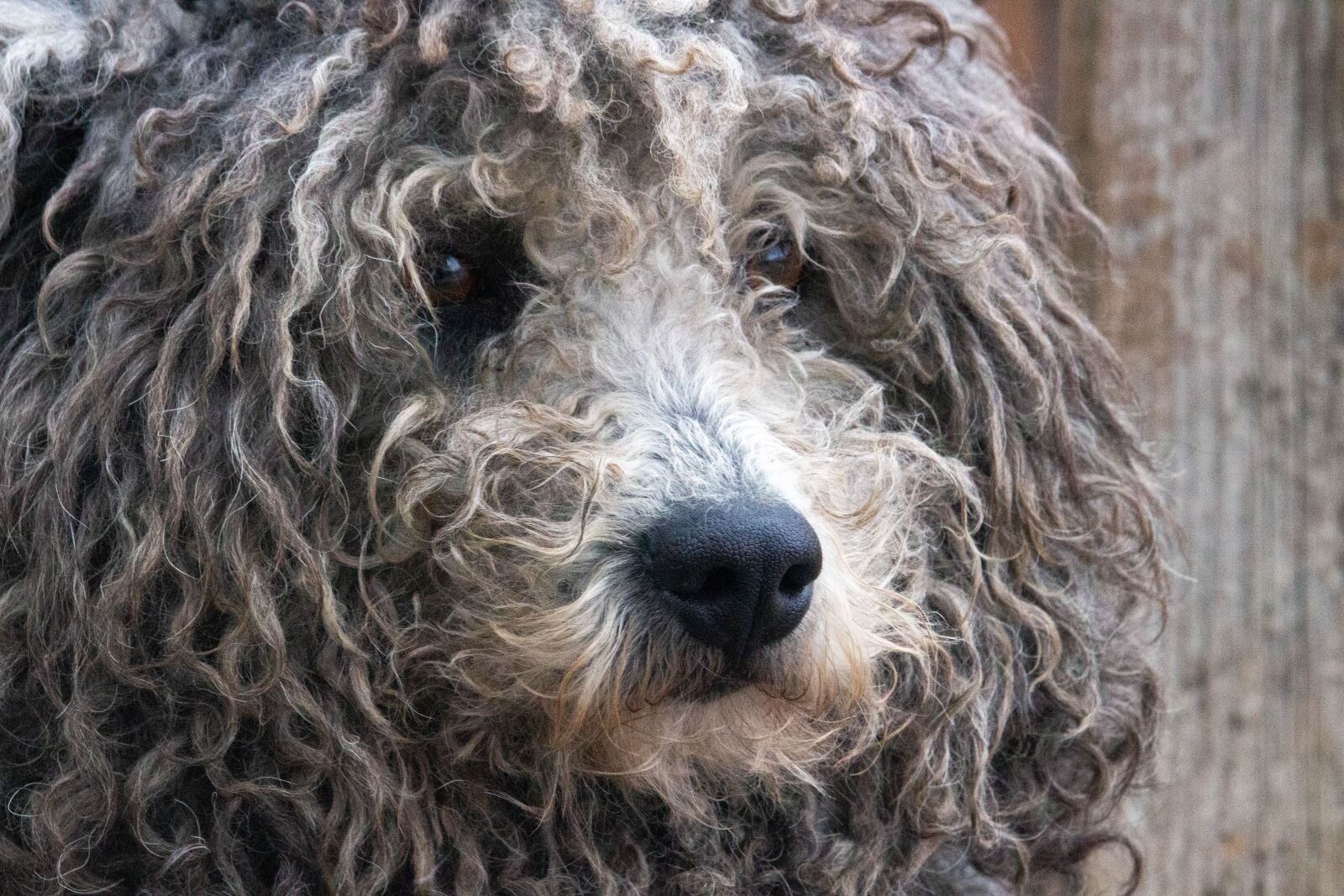 Canon EOS 100D (EOS Rebel SL1 / EOS Kiss X7) sample photo. Dog, pet, animal photography