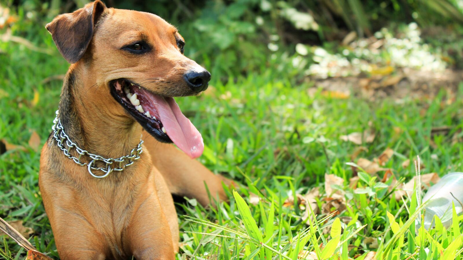 Canon EOS 1200D (EOS Rebel T5 / EOS Kiss X70 / EOS Hi) sample photo. Animal, dog, pet photography