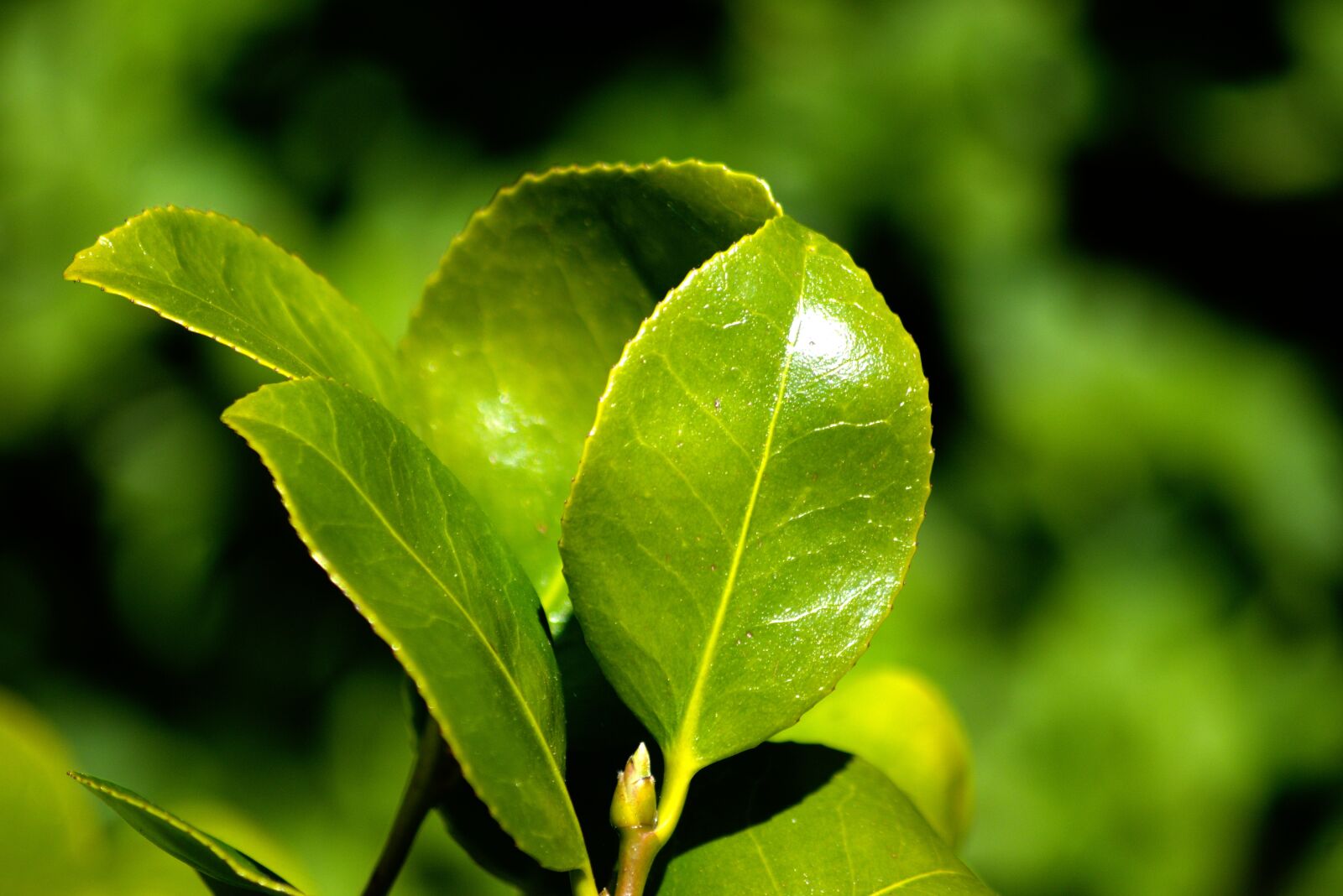 Nikon D5500 sample photo. Flower, plant, foliage photography