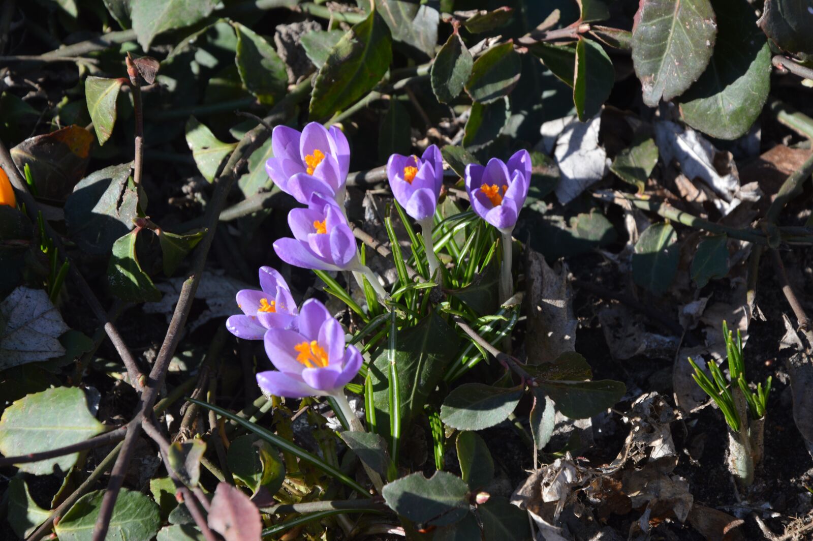 Nikon D3200 sample photo. Spring, crocus, flowers photography