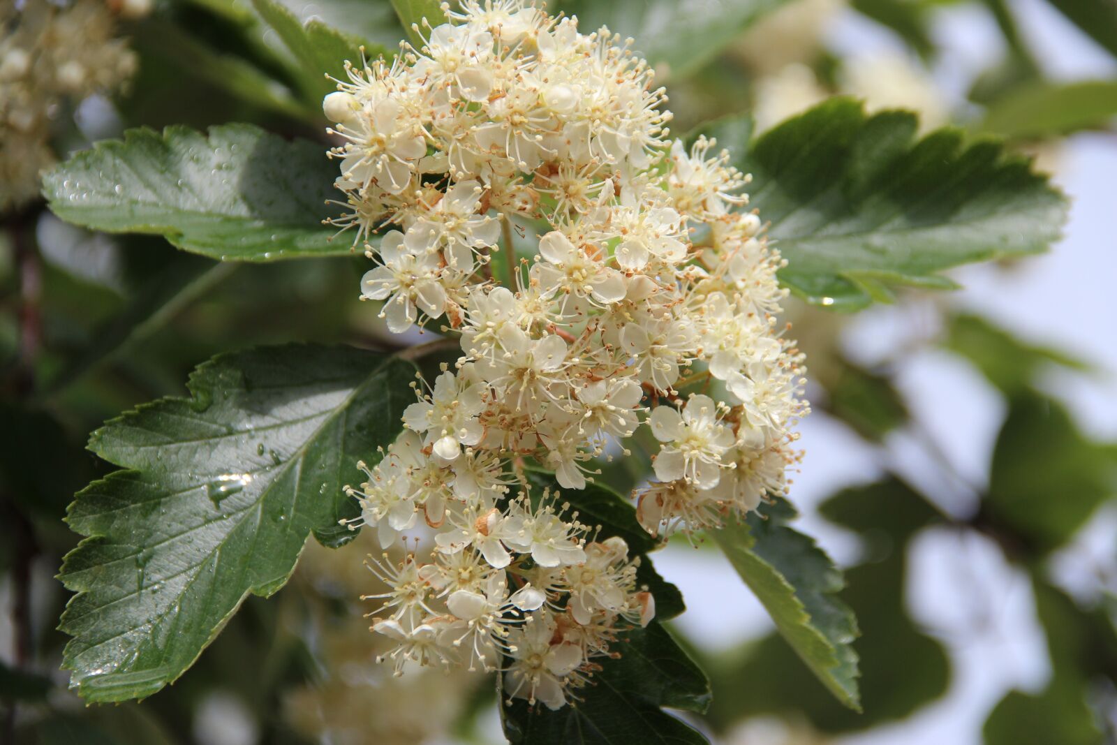 Canon EOS 600D (Rebel EOS T3i / EOS Kiss X5) sample photo. Bush, flowers, white photography