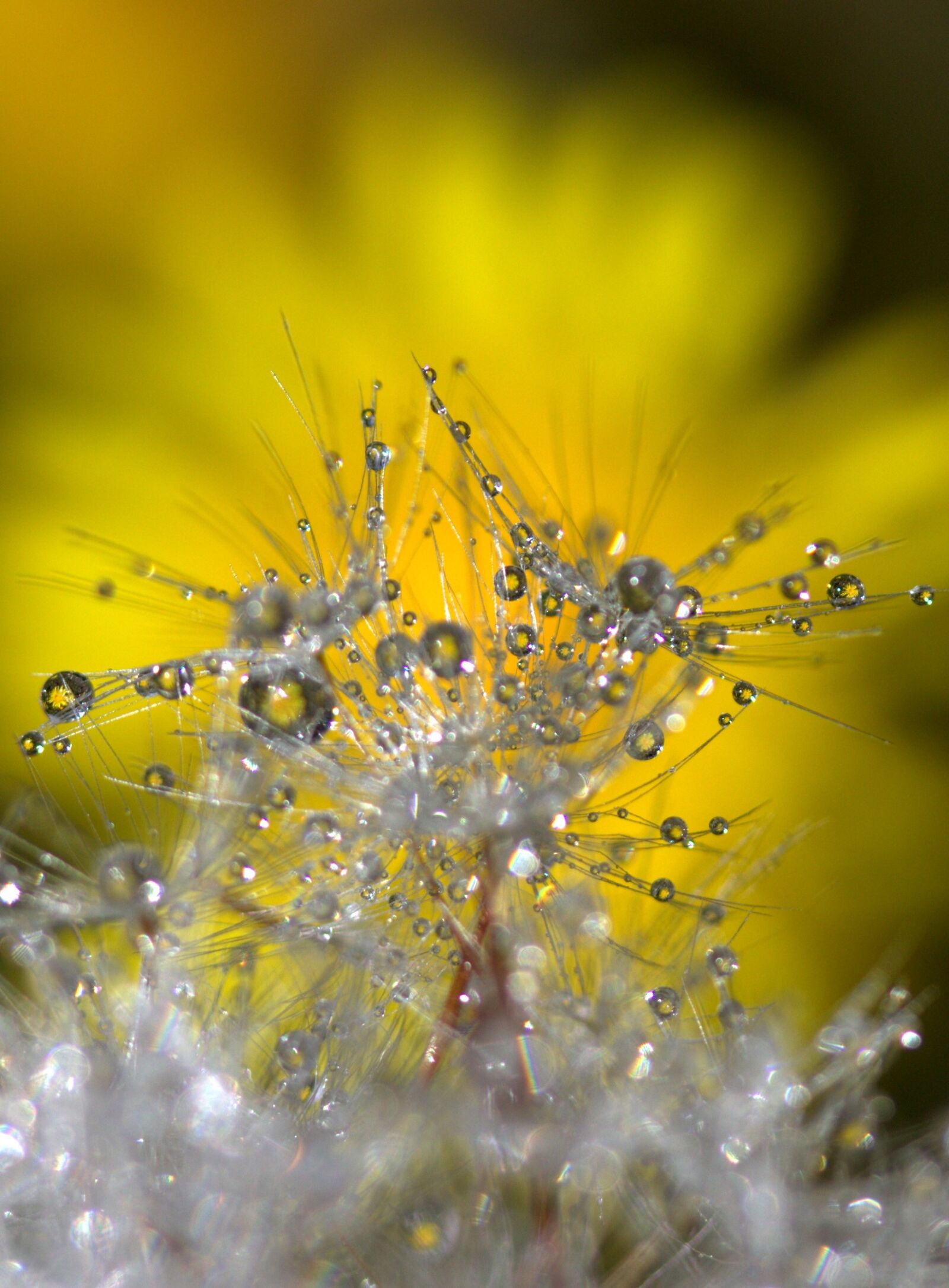 Canon EF-S 60mm F2.8 Macro USM sample photo. Dandelion, macro, drops photography