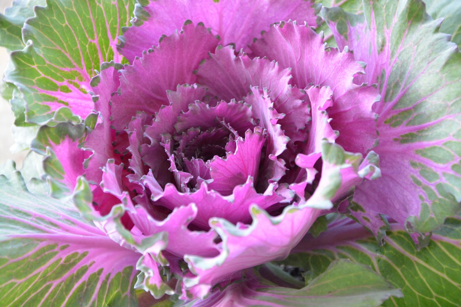 Nikon D5200 sample photo. Cabbage ornament, offer, decorative photography