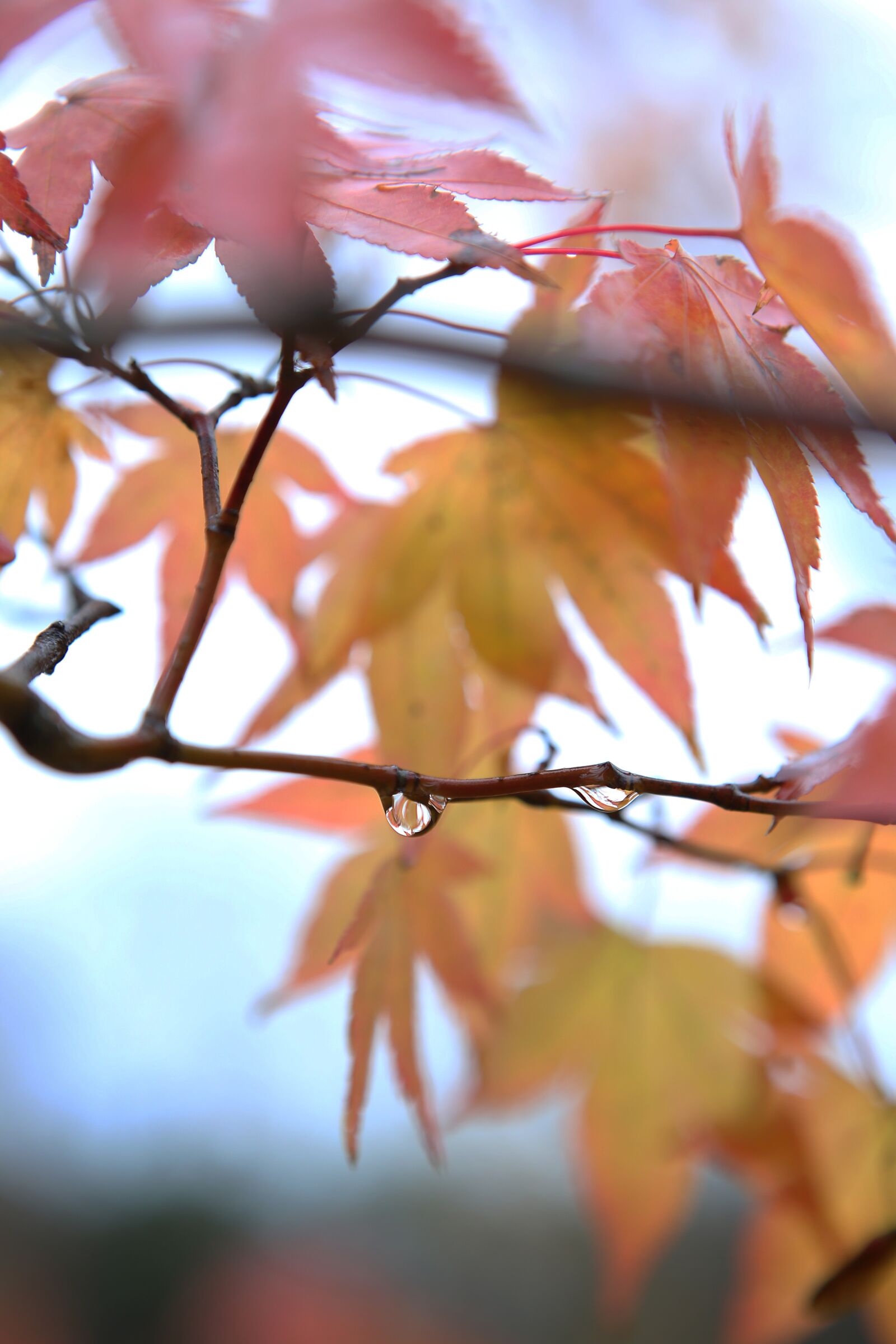 Canon EOS 5D Mark III + Canon EF 24-70mm F2.8L USM sample photo. Autumn leaves, raindrops, autumn photography
