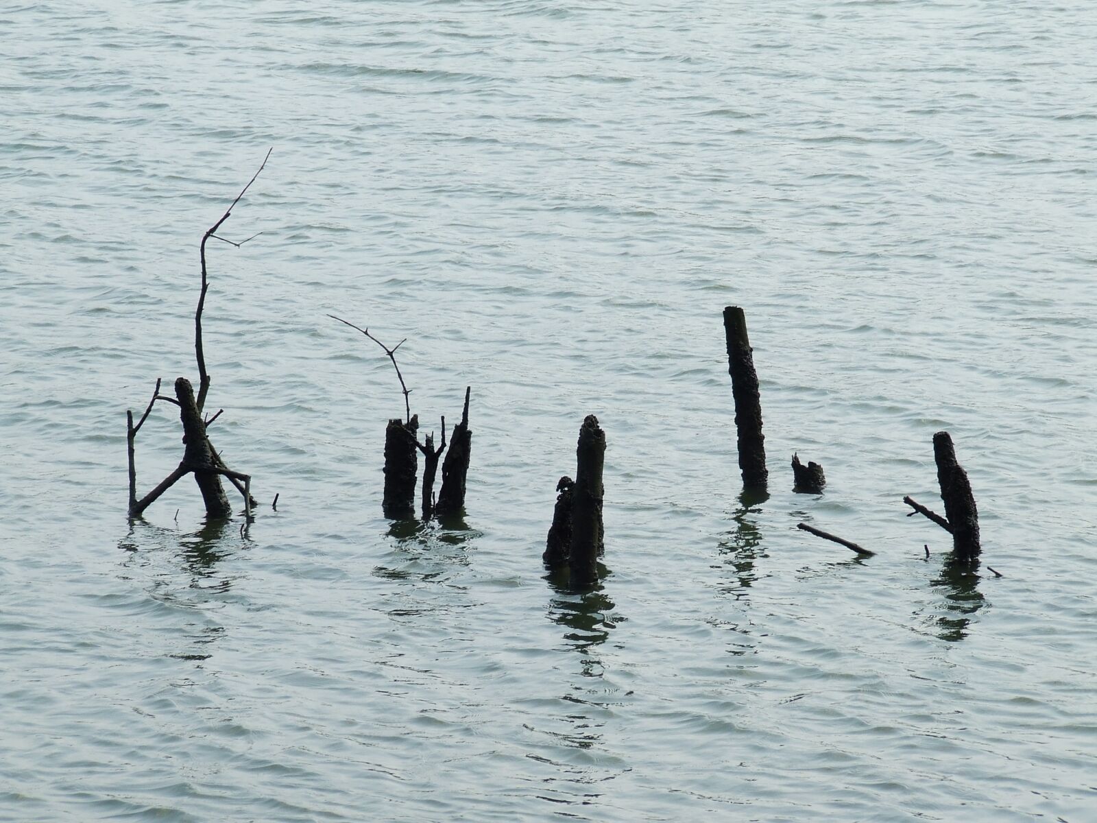 Fujifilm FinePix S5600 sample photo. The mangroves, water, deadwood photography