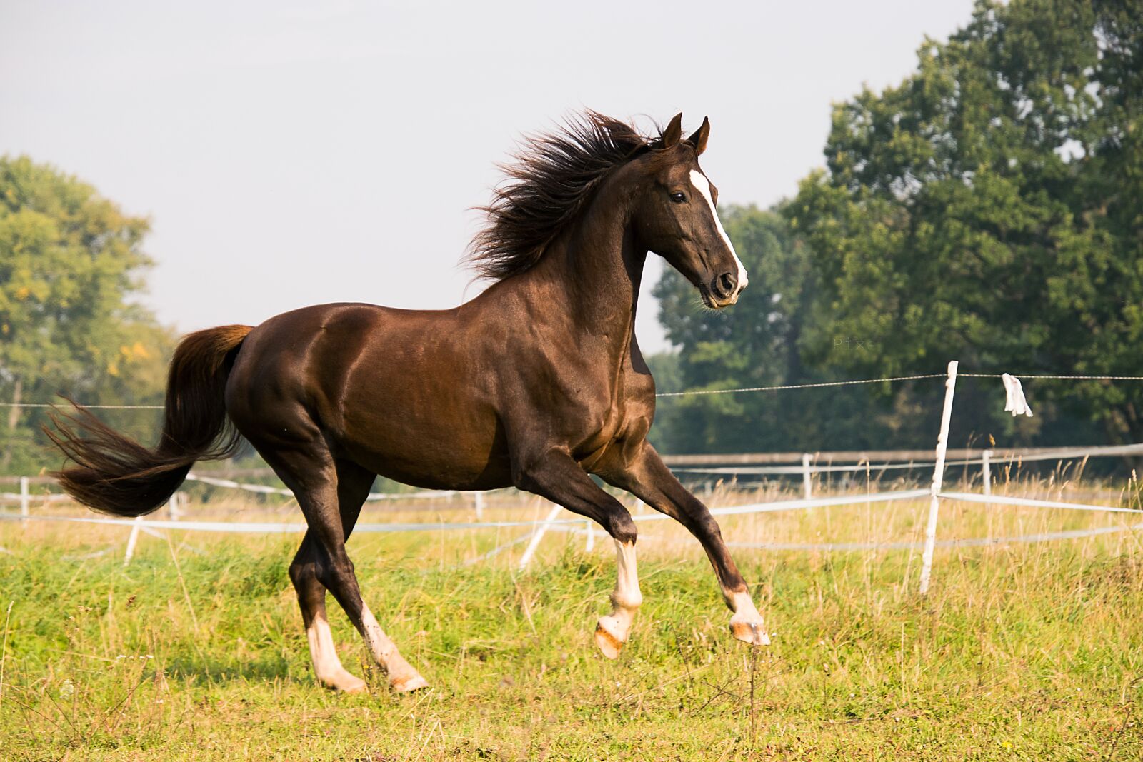 Nikon D3300 sample photo. Horse, gallop, american saddlebred photography