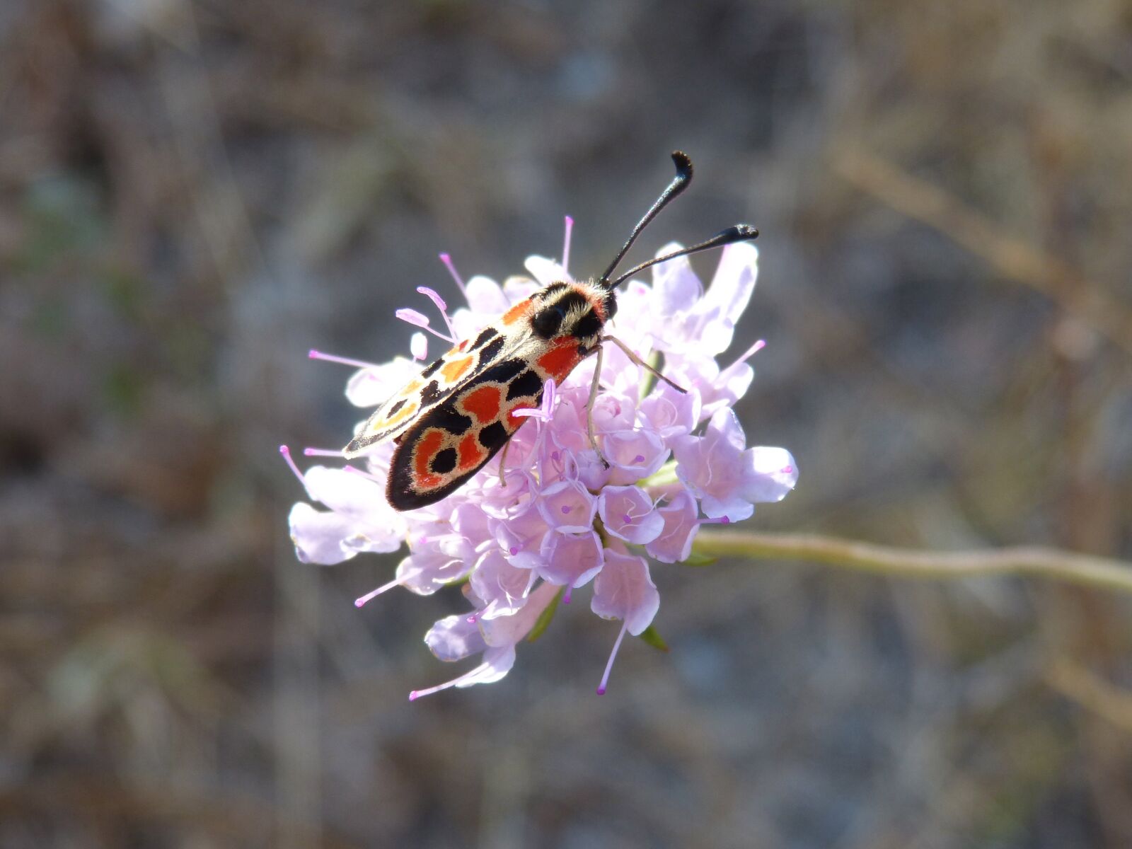 Panasonic DMC-FZ62 sample photo. Butterfly, zygaena fausta, gypsy photography