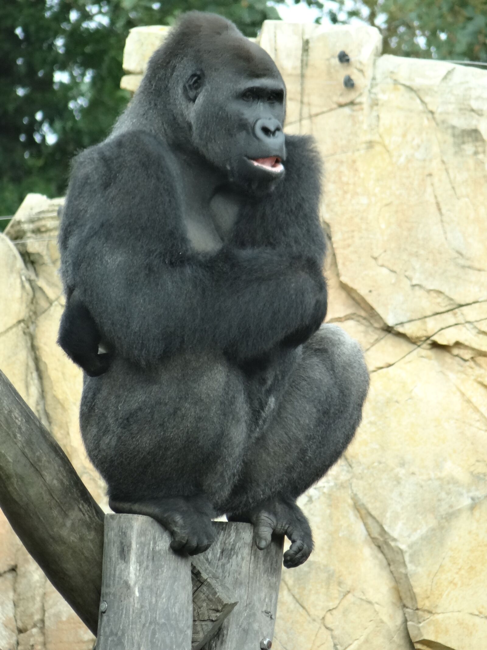 Sony DSC-HX200V sample photo. Gorilla, monkey, ape photography