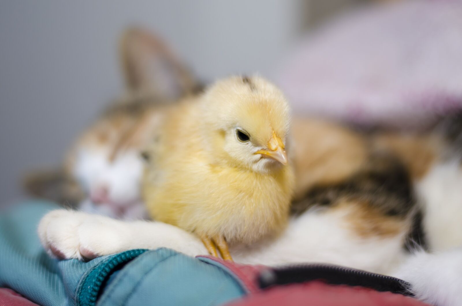 Nikon D5100 sample photo. Bird, little, cute photography