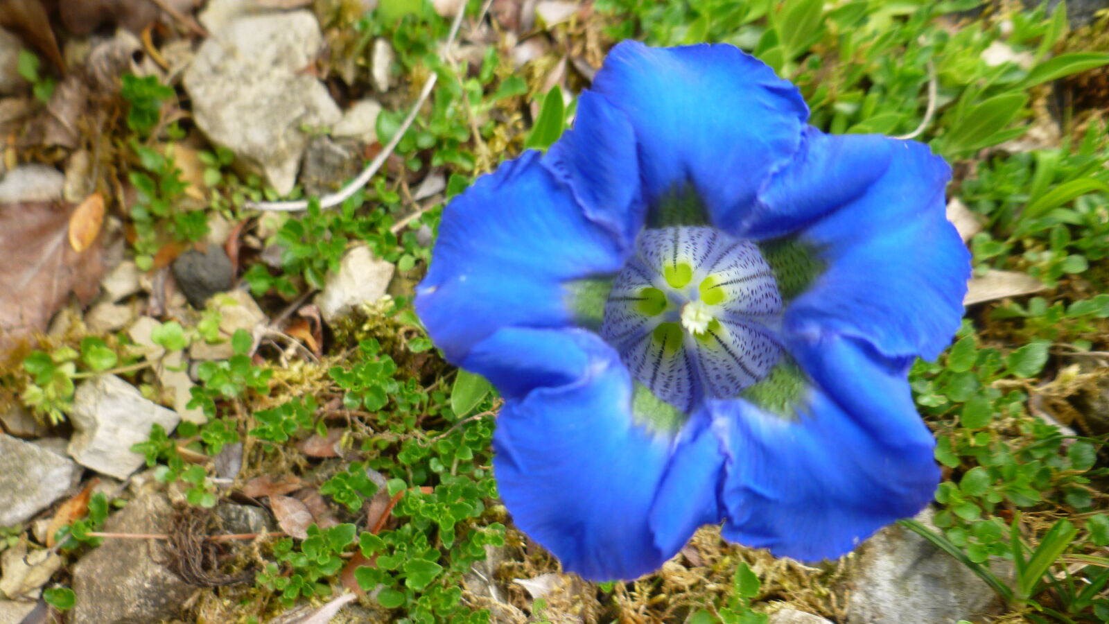 Panasonic Lumix DMC-FH25 (Lumix DMC-FS35) sample photo. Blue, floral, flower, nature photography